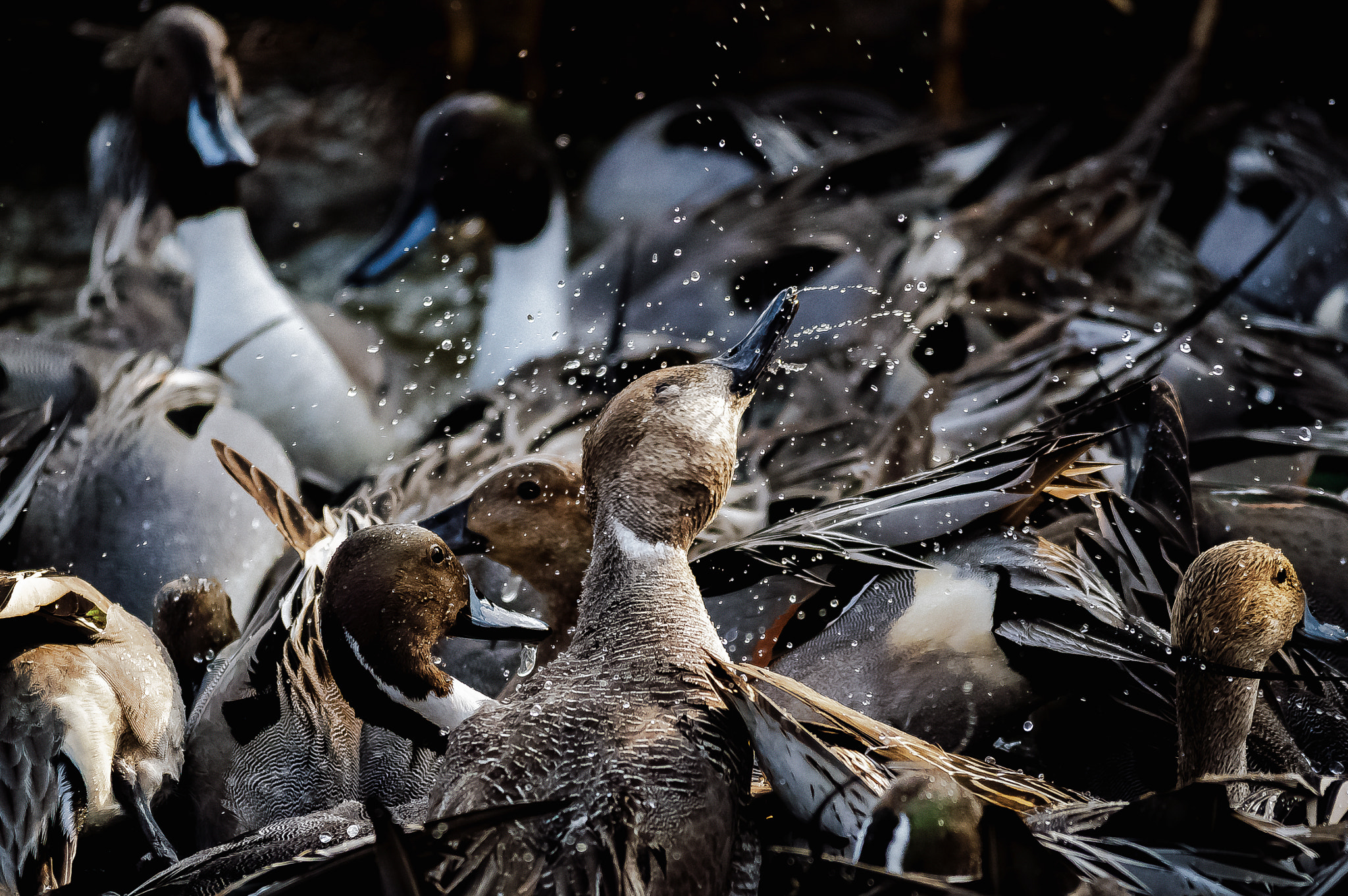 Sigma 150-500mm F5-6.3 DG OS HSM sample photo. Fierce dining scene photography