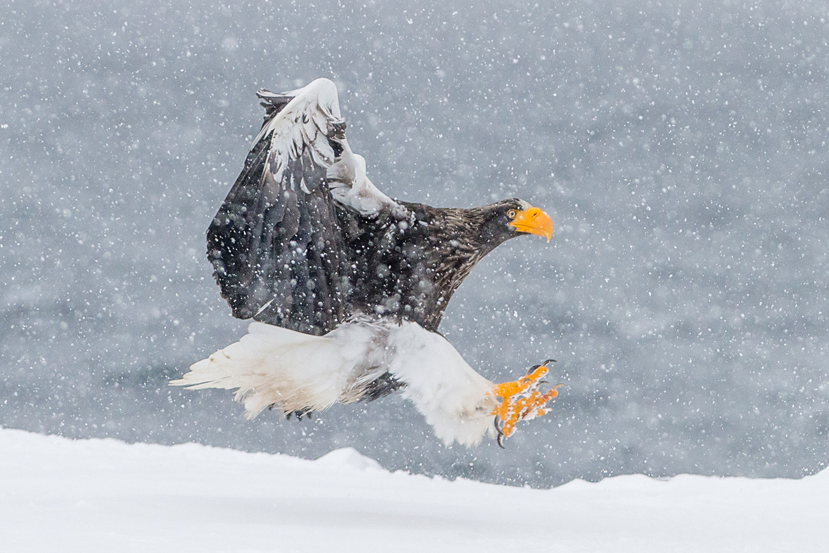 Nikon D800E + Nikon AF-S Nikkor 300mm F2.8G ED VR II sample photo. Steller eagle landing in snow photography
