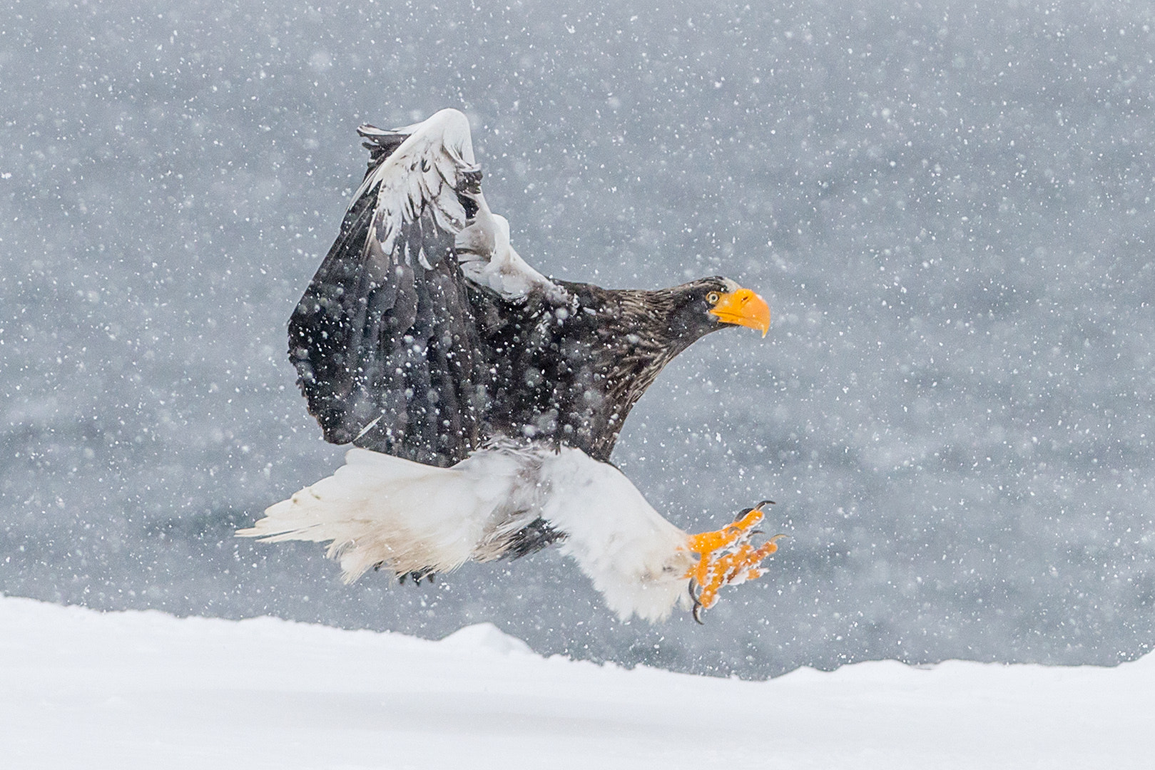 Nikon AF-S Nikkor 300mm F2.8G ED VR II sample photo. Steller eagle landing in snow photography