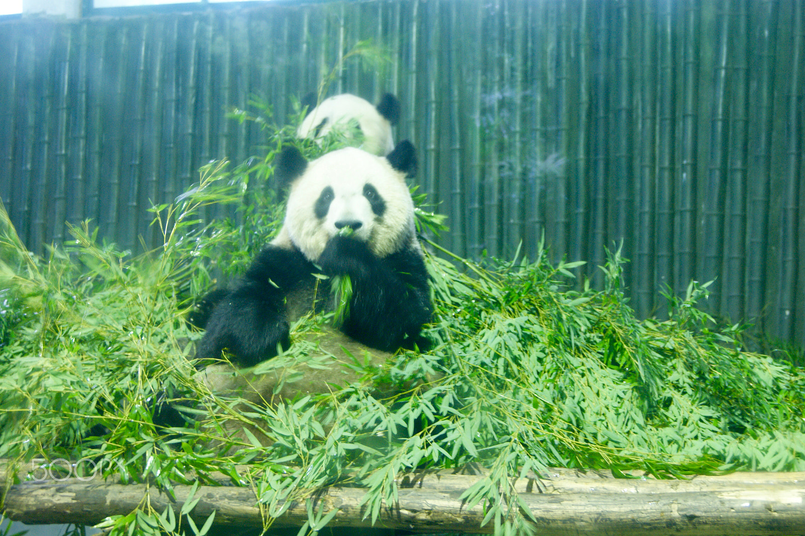 Sony Alpha DSLR-A290 + Sony DT 18-55mm F3.5-5.6 SAM II sample photo. Two pandas are eating at shanghai zoo photography