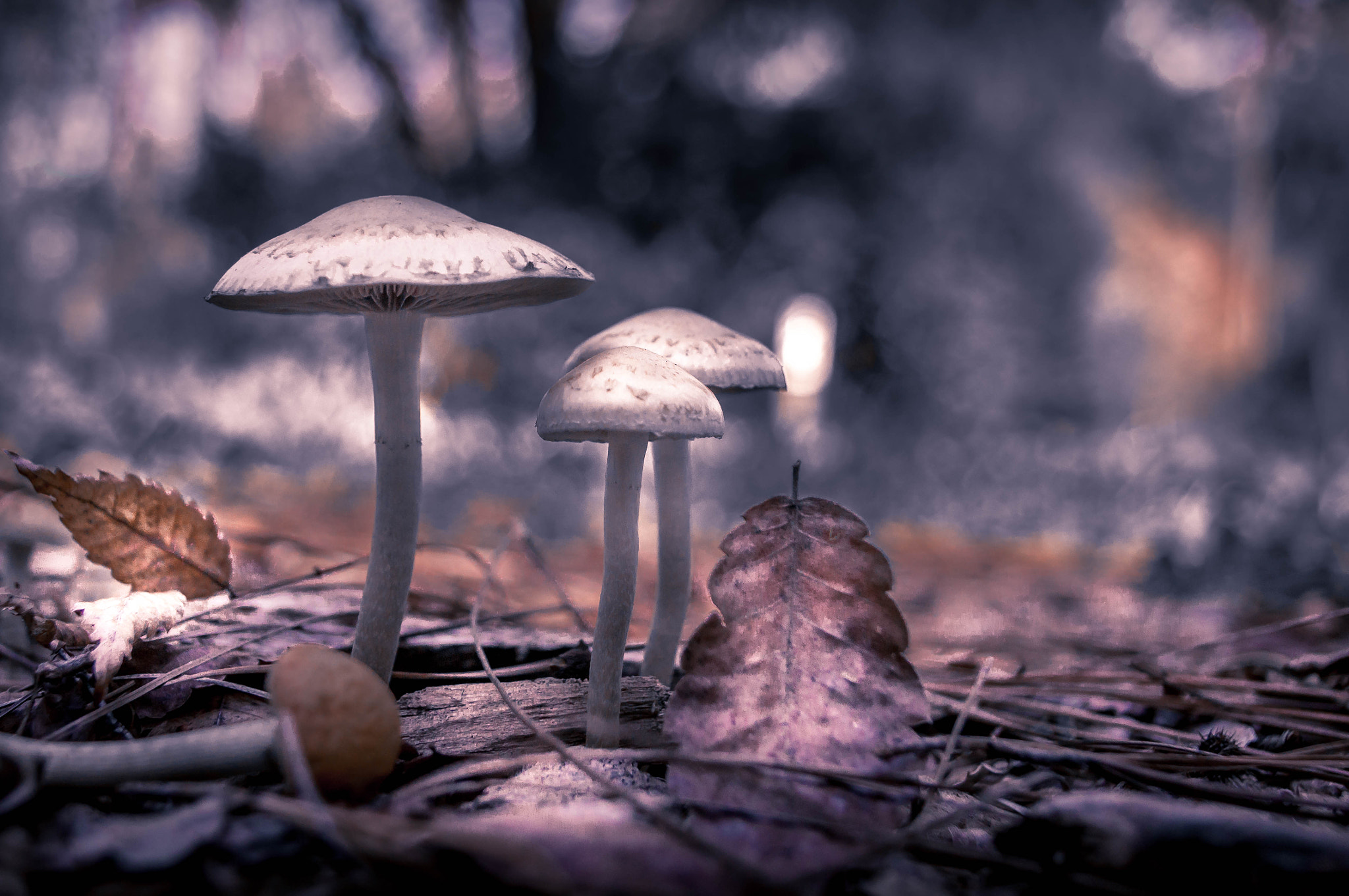 Sony Alpha DSLR-A580 sample photo. Mini world photography