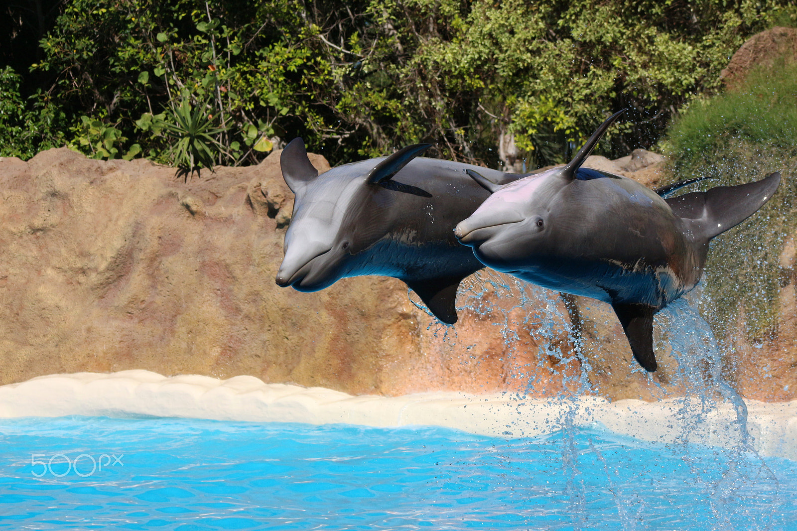 Canon EF 75-300mm f/4-5.6 USM sample photo. Dolphins in zoo photography