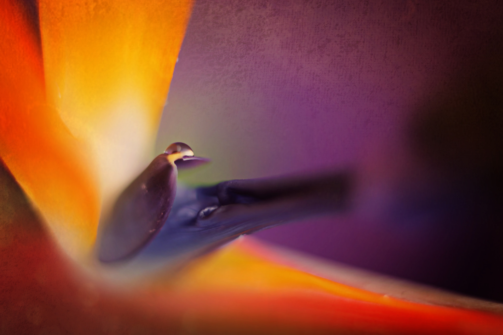 Canon EF 50mm F2.5 Macro sample photo. Third eye photography
