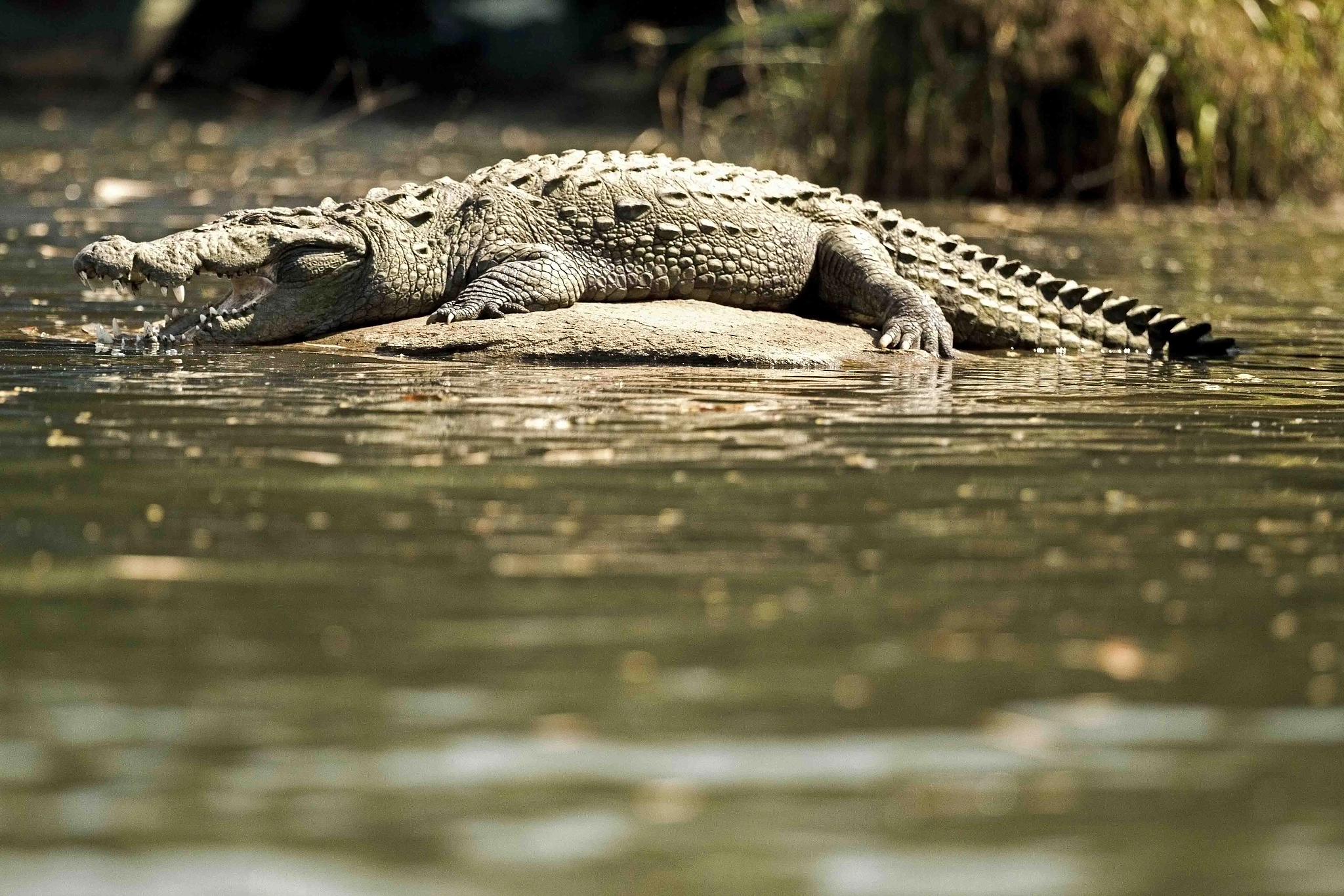 Canon EF 300mm F2.8L IS II USM sample photo. _marsh crocodile or mugger!! photography