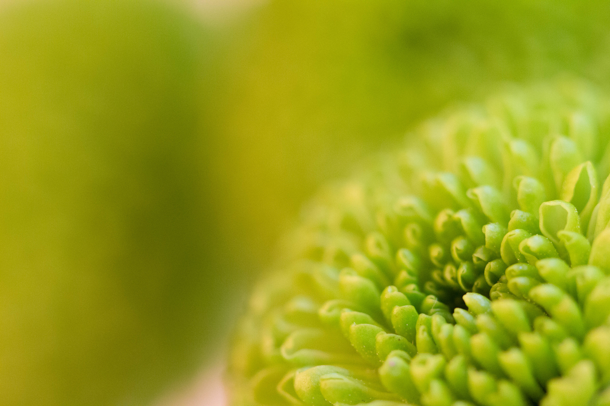 Canon EF 100mm F2.8 Macro USM sample photo