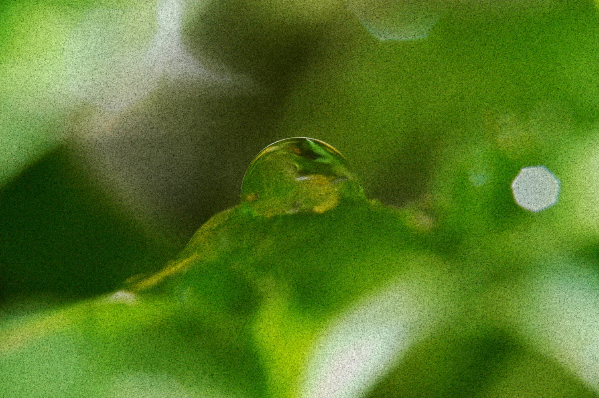 AF Zoom-Nikkor 35-70mm f/3.3-4.5 N sample photo. # photography