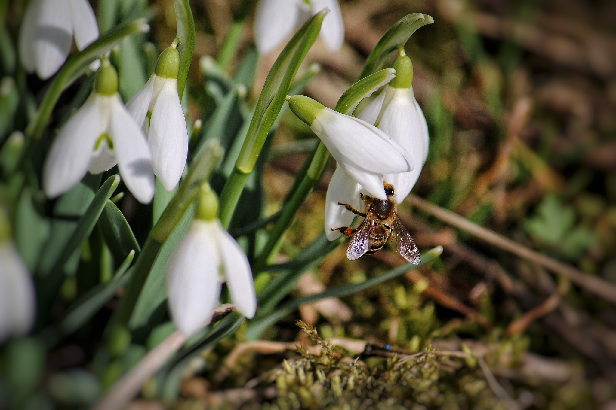 Canon EF-S 55-250mm F4-5.6 IS sample photo. Little bee photography