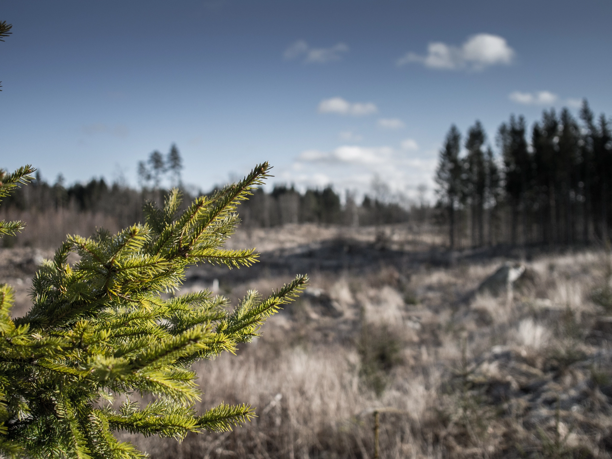 Olympus OM-D E-M5 + Sigma 19mm F2.8 DN Art sample photo. Forest photography