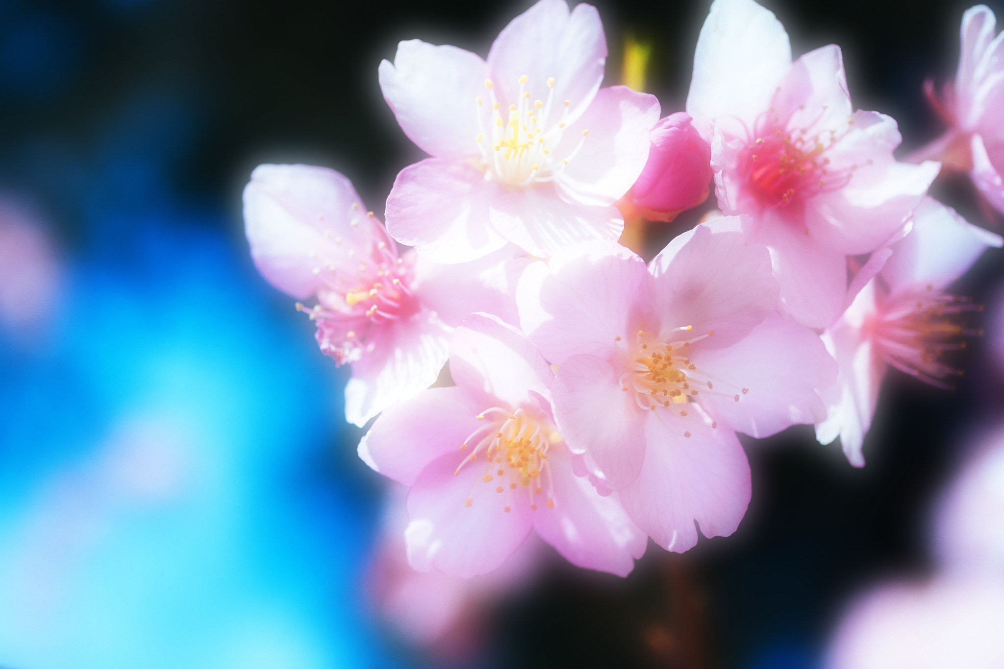 Olympus OM-D E-M1 + Panasonic Lumix G Macro 30mm F2.8 ASPH Mega OIS sample photo. Kawazu cherry tree photography