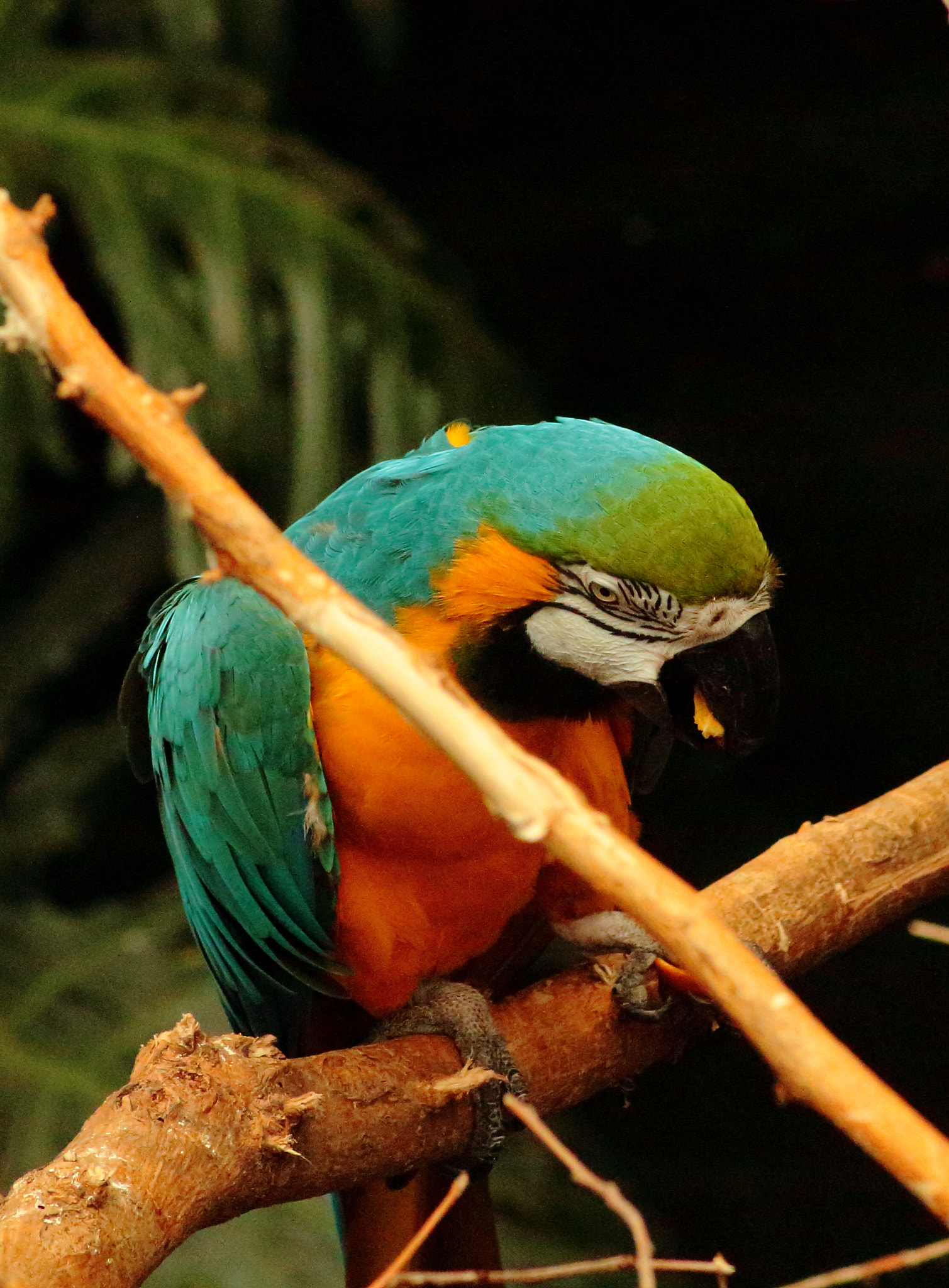 Canon EOS 100D (EOS Rebel SL1 / EOS Kiss X7) sample photo. Jungle lunch photography