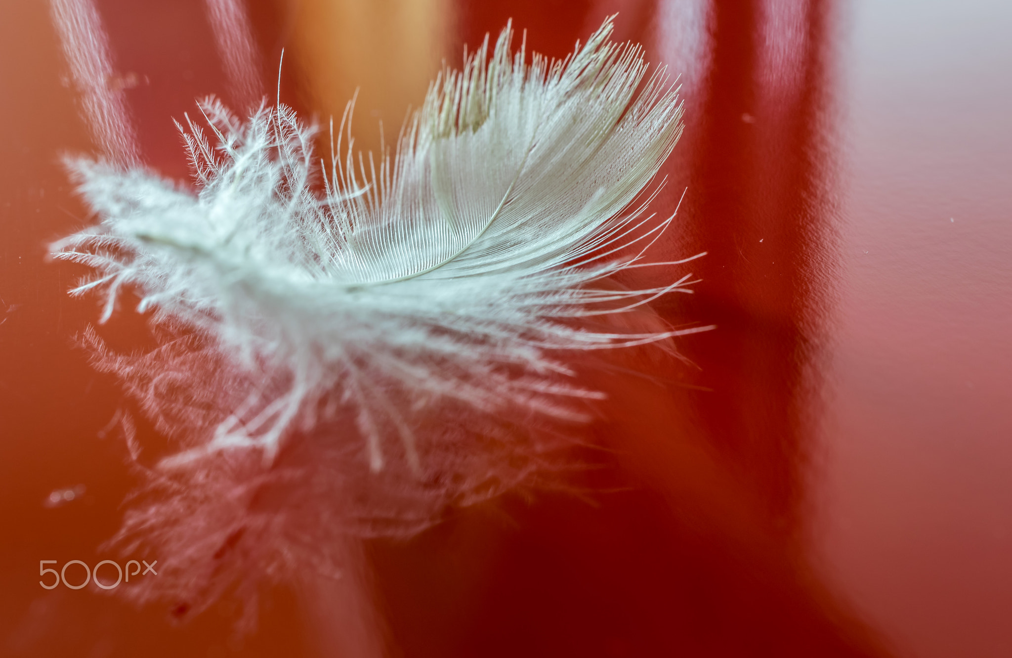 Feather on red