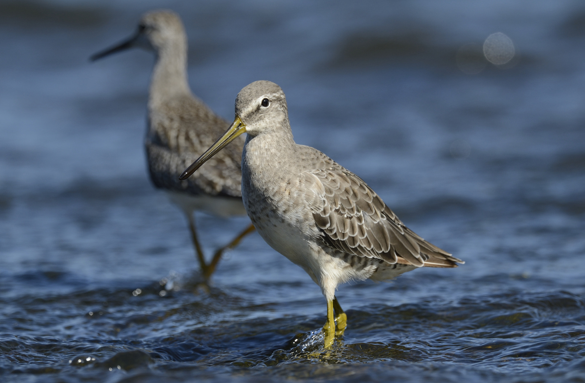 Nikon D4 + Sigma 24-60mm F2.8 EX DG sample photo. Becassin a long bec / long-billed dowitcher photography
