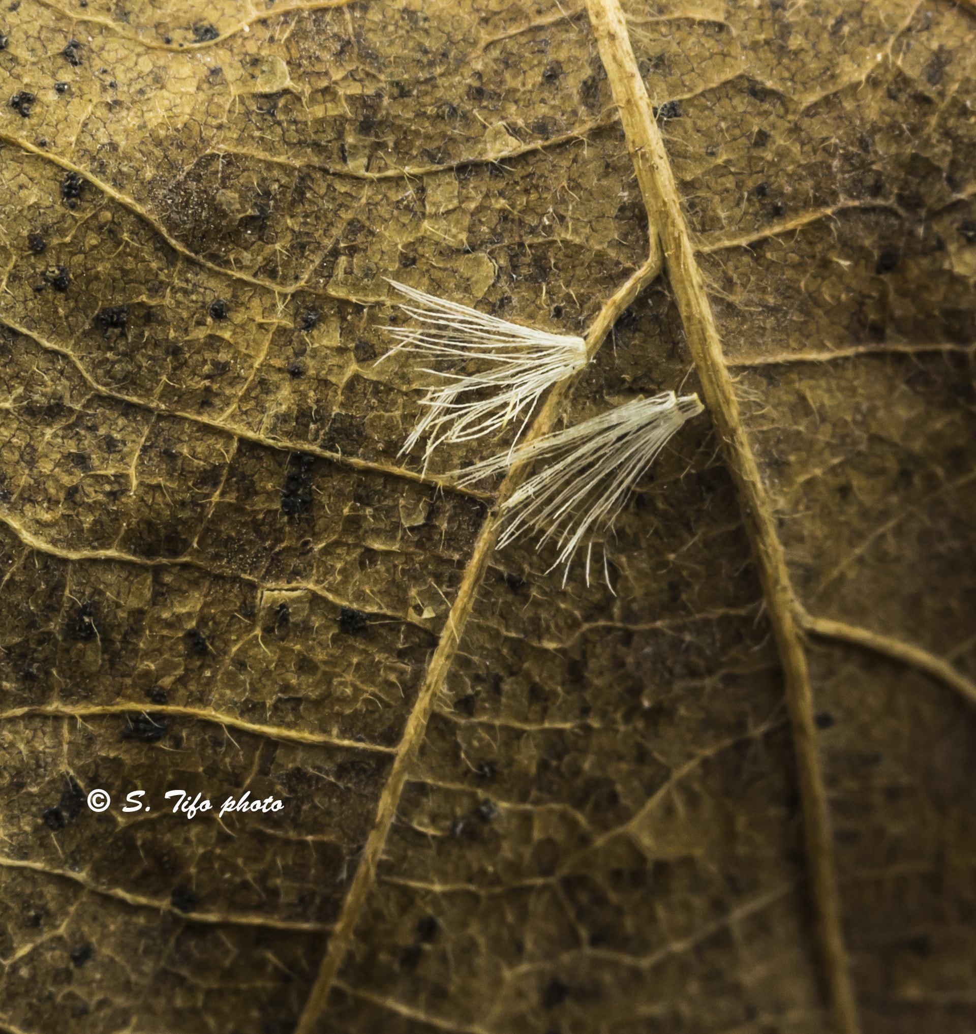 Canon EF-S 60mm F2.8 Macro USM sample photo. Two ..... photography