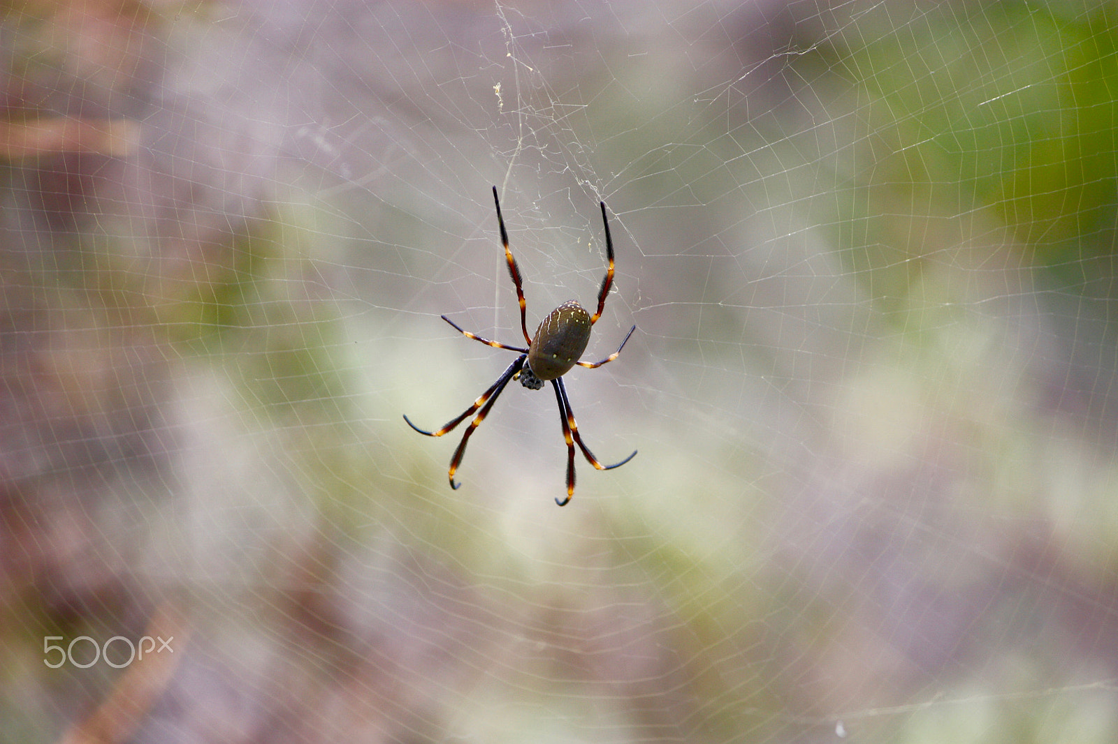 Canon EOS 450D (EOS Rebel XSi / EOS Kiss X2) sample photo. Spider on the web photography
