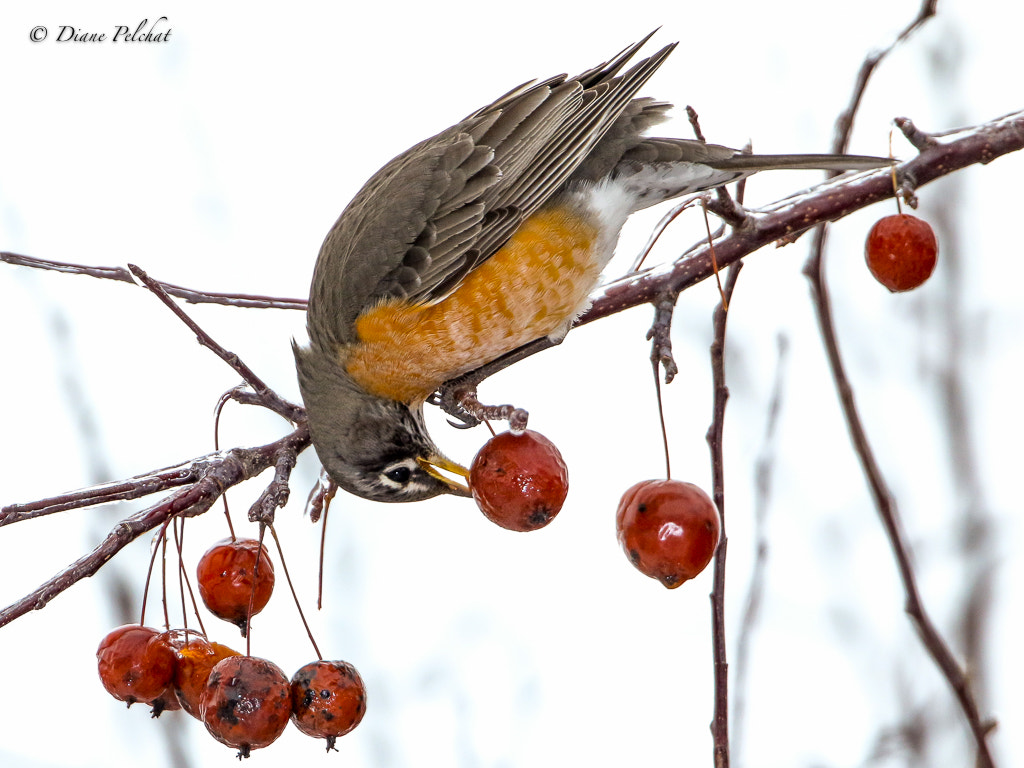 Canon EF 300mm F2.8L IS II USM sample photo. American robin photography