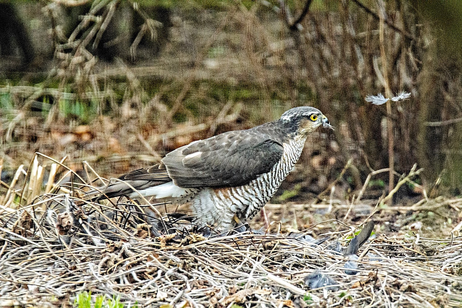 Tamron SP 150-600mm F5-6.3 Di VC USD sample photo. Goshawk eating, feathers flying photography