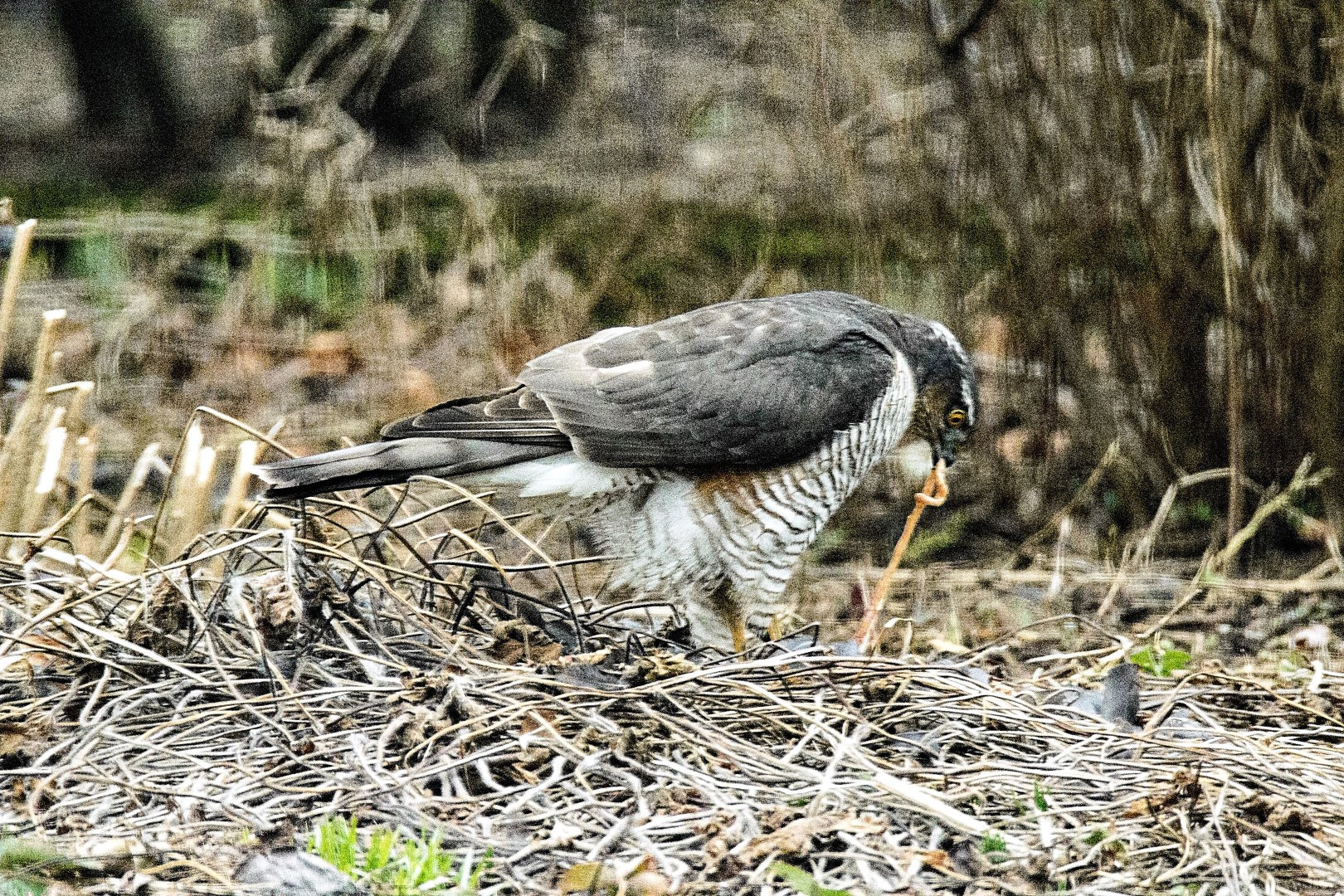 Tamron SP 150-600mm F5-6.3 Di VC USD sample photo. Goshawk eating blackbird photography