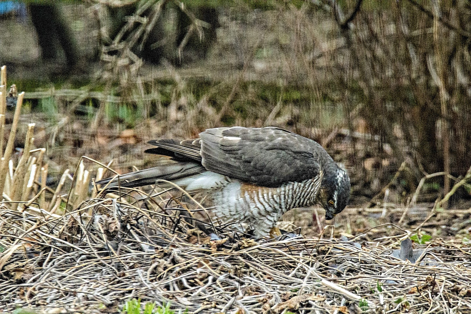 Tamron SP 150-600mm F5-6.3 Di VC USD sample photo. Goshawk. any goodies left? photography