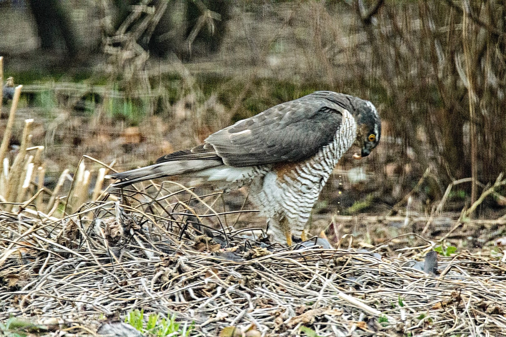 Tamron SP 150-600mm F5-6.3 Di VC USD sample photo. Goshawk eating blackbird bowels photography