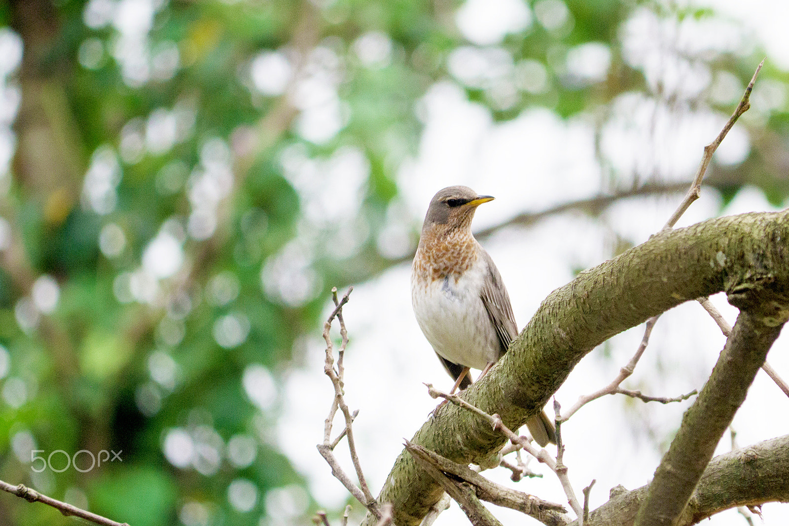 Panasonic Lumix DMC-GX1 + Panasonic Lumix G Vario 100-300mm F4-5.6 OIS sample photo. Red-throated thrush _2 photography