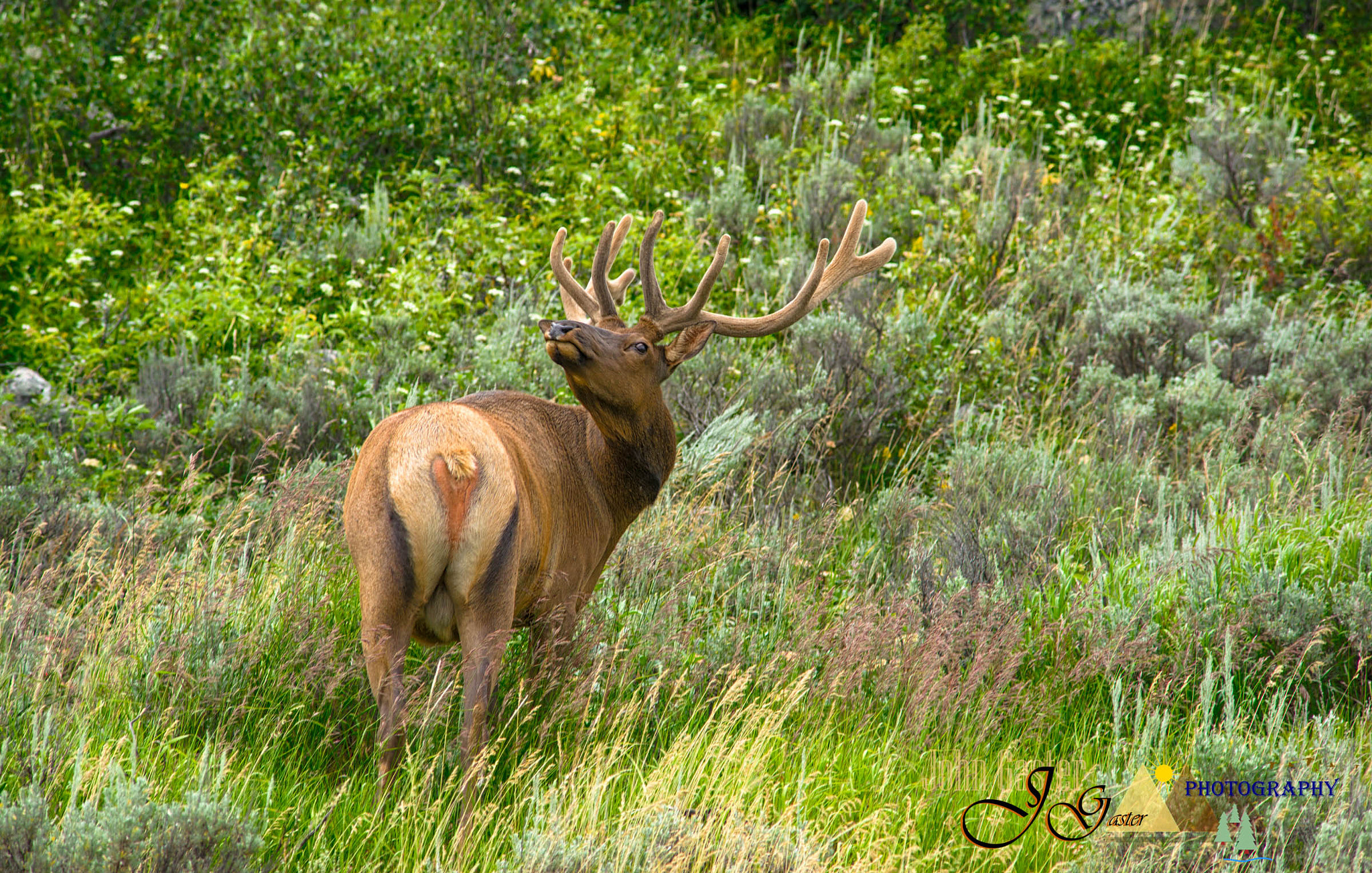 Minolta AF 70-210mm F4 Macro sample photo. Elk photography
