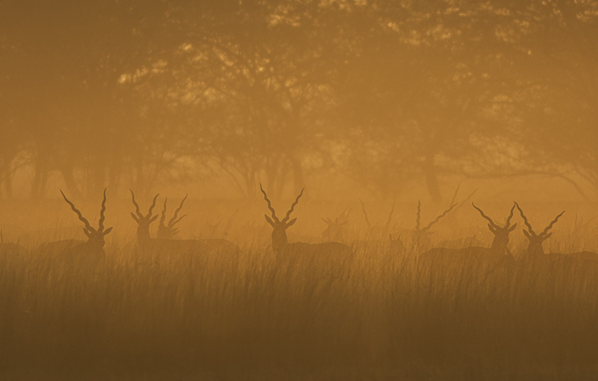 Nikon AF-S Nikkor 300mm F4D ED-IF sample photo. The dawn photography