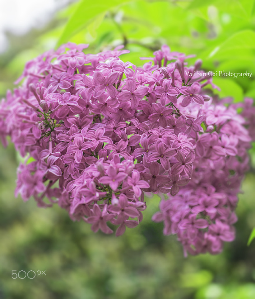 Panasonic Leica DG Macro-Elmarit 45mm F2.8 ASPH OIS sample photo. Lilac 04 photography