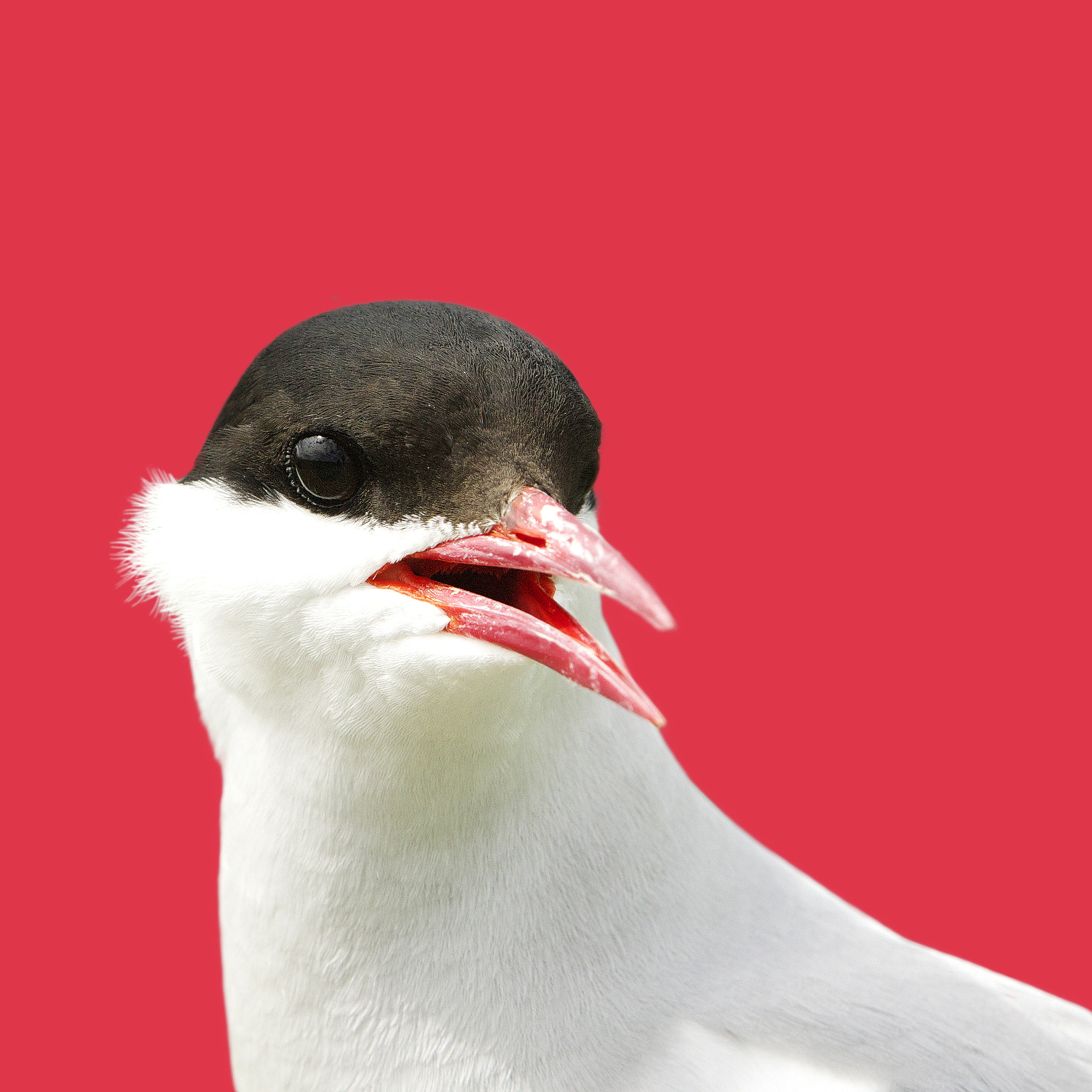 Canon EF 300mm F2.8L IS USM sample photo. Arctic tern photography