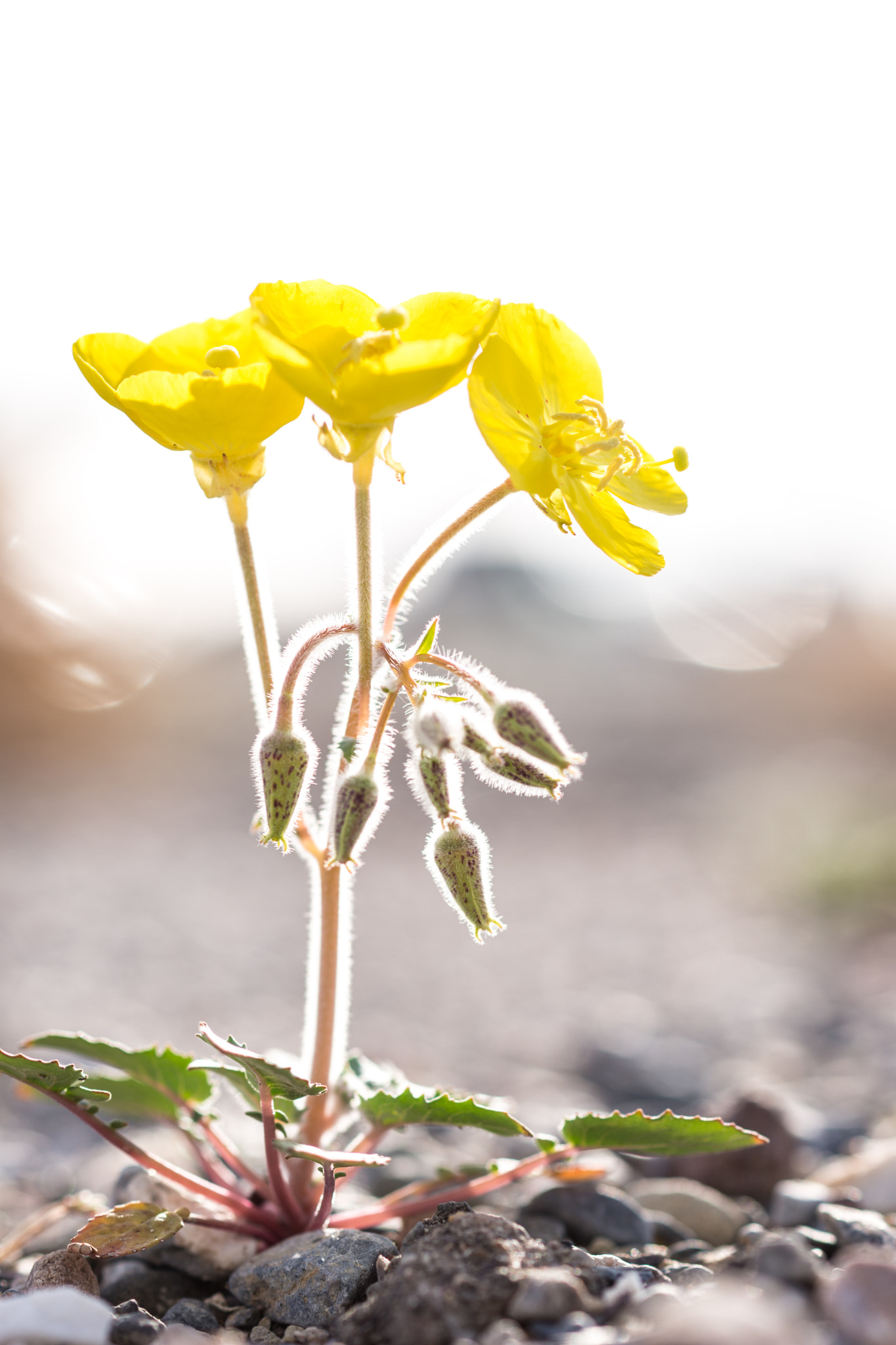 Sony 100mm F2.8 Macro sample photo. Death valley photography