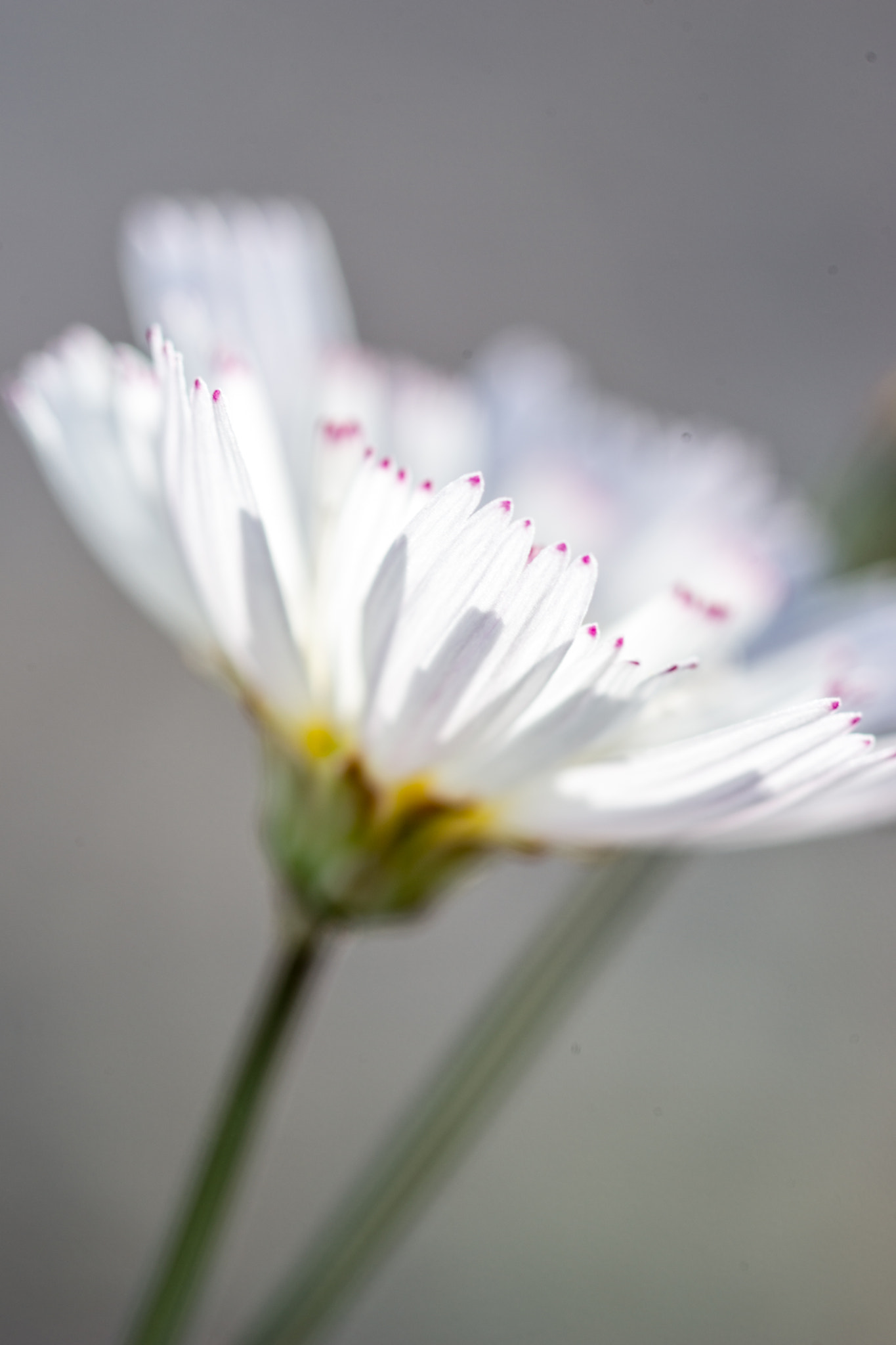 Sony a99 II + Sony 100mm F2.8 Macro sample photo. Death valley photography