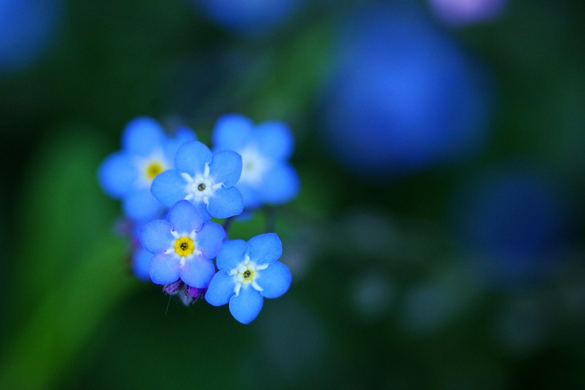 Canon EF-S 60mm F2.8 Macro USM sample photo. Qui dit bleu photography