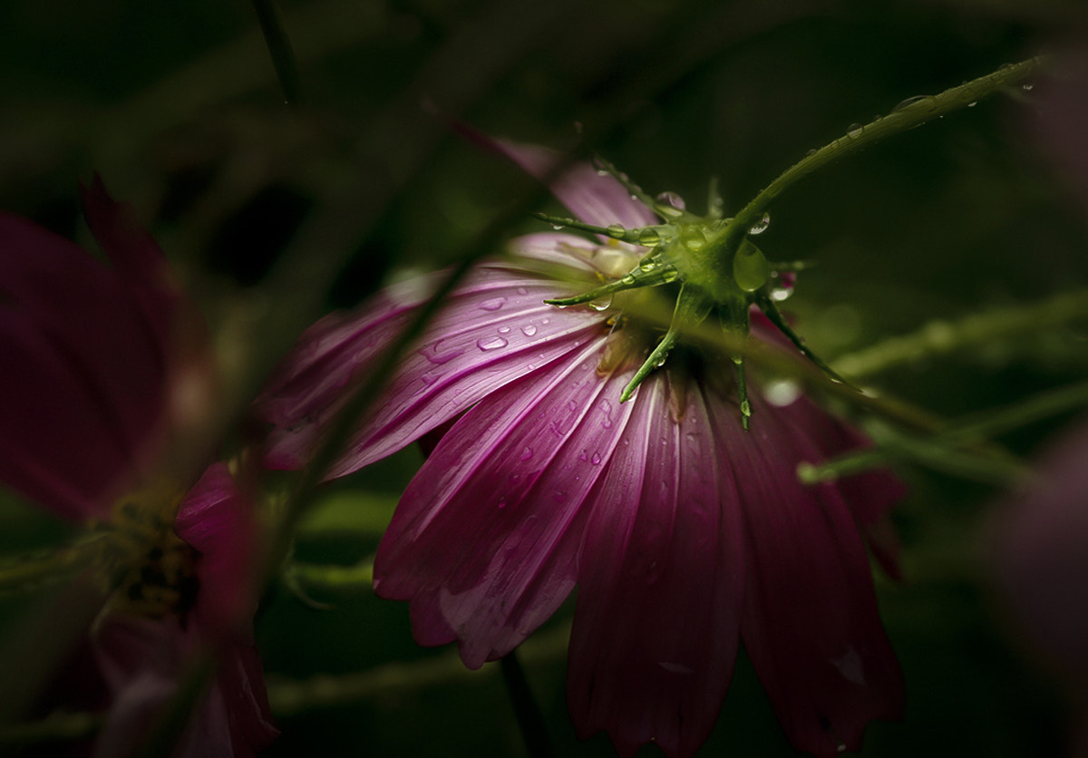 Pentax K-7 sample photo. Just rain photography