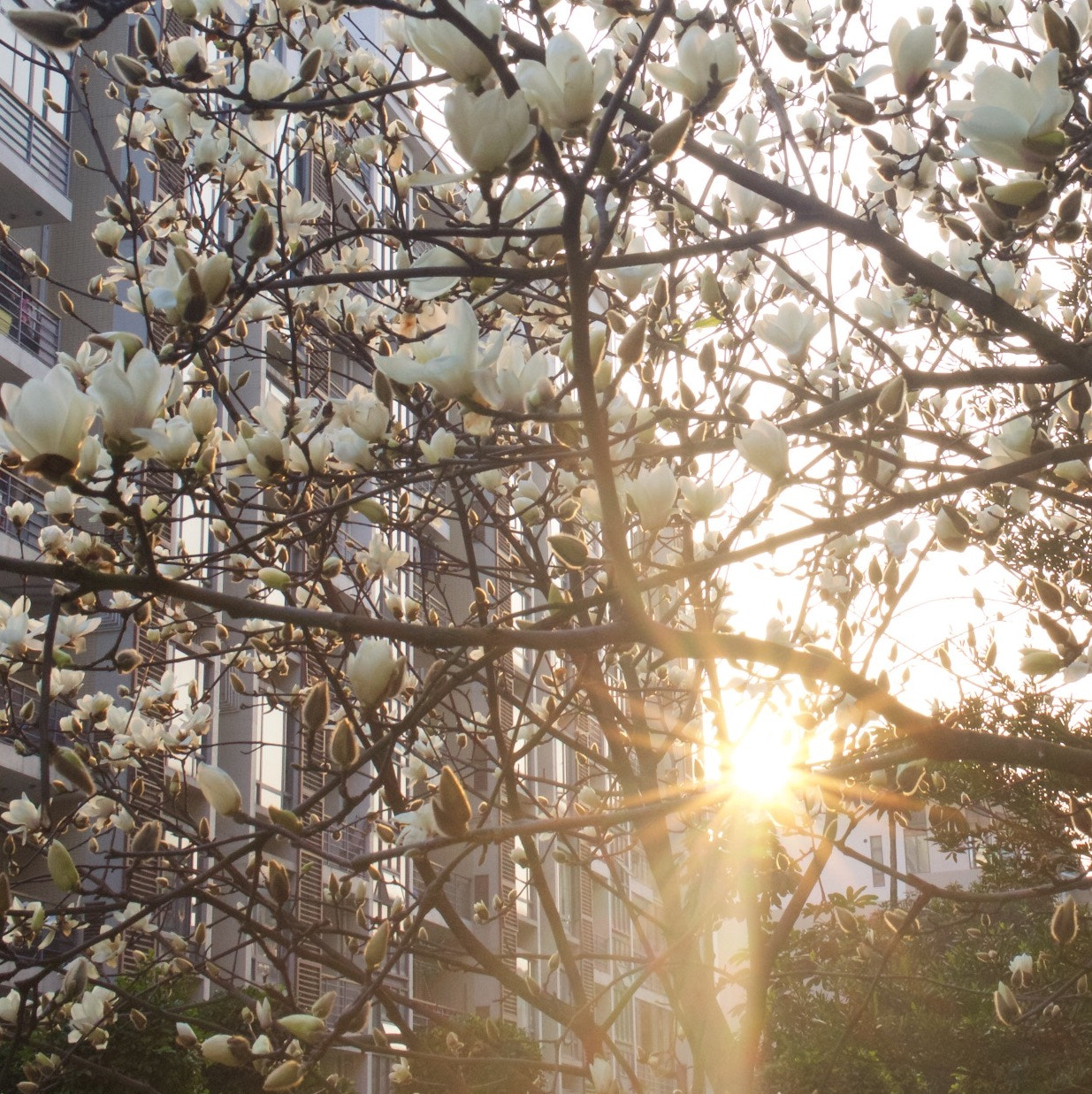 Sony Cyber-shot DSC-RX1 + Sony 35mm F2.0 sample photo. 花与落日 photography