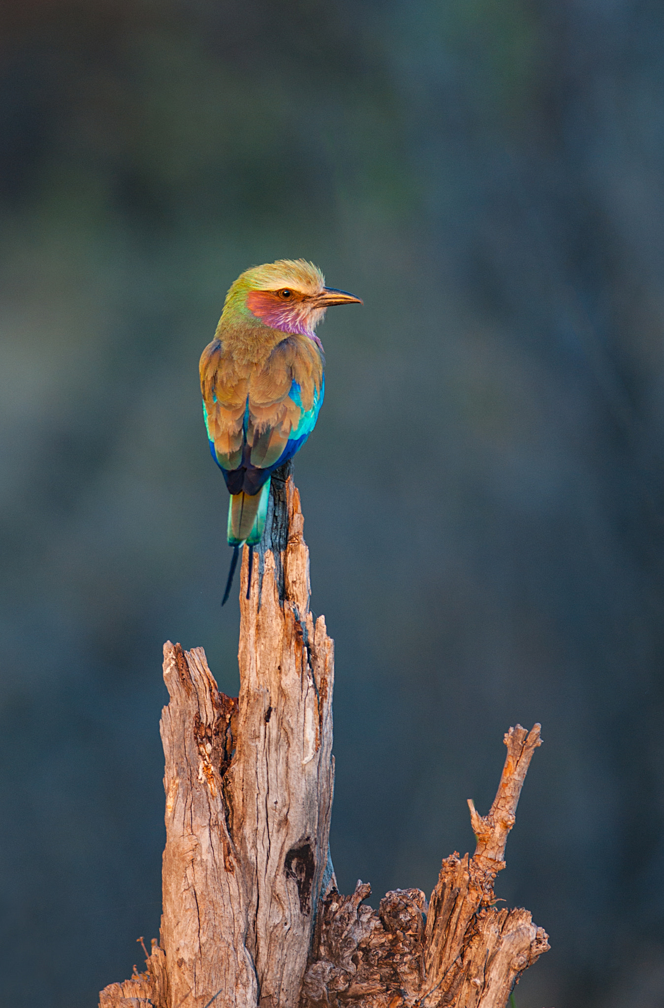 300mm F2.8 G sample photo. Roller ii photography