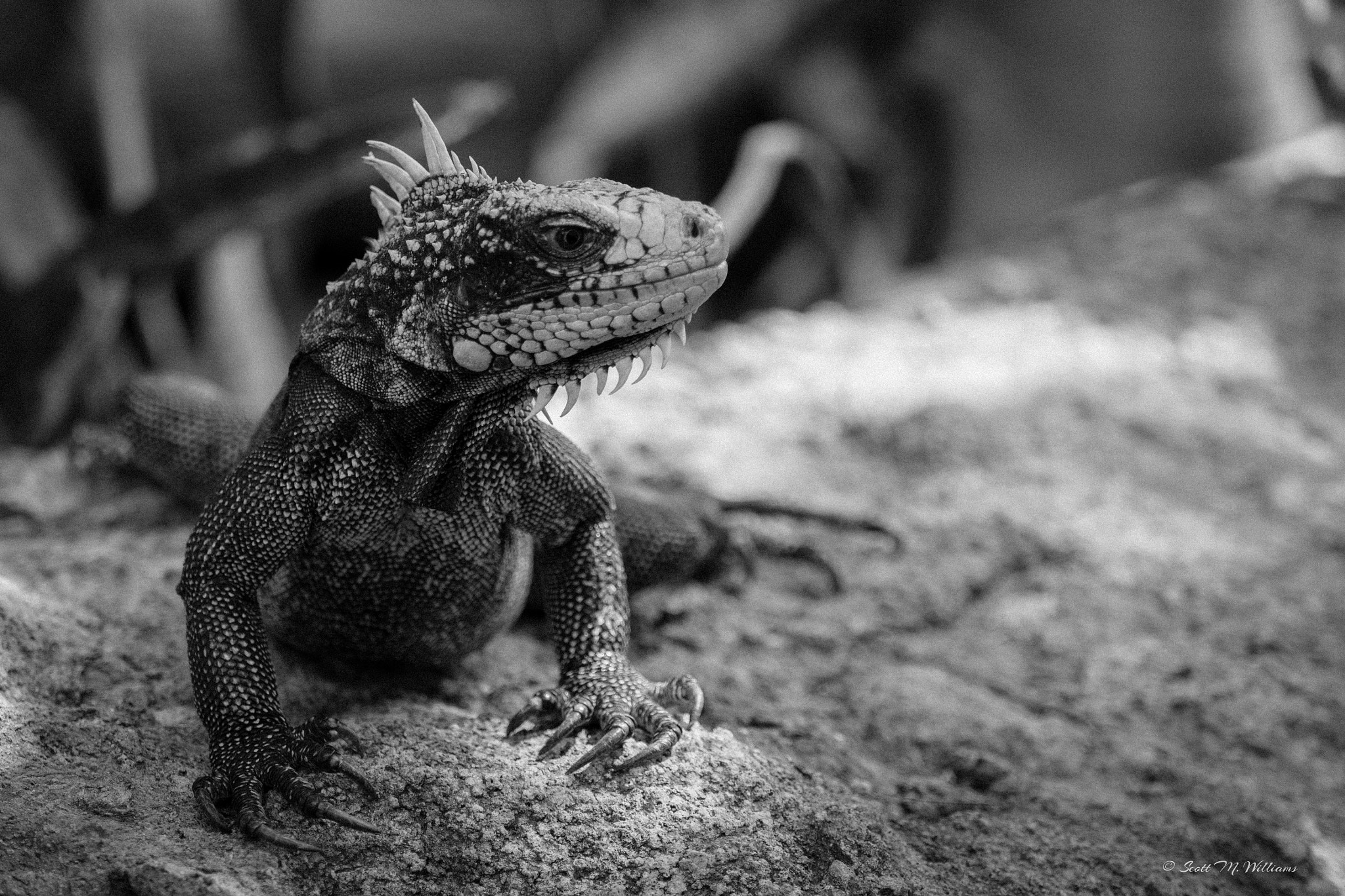 Panasonic Lumix DMC-GH4 + Olympus M.Zuiko Digital ED 40-150mm F2.8 Pro sample photo. Here be dragons photography