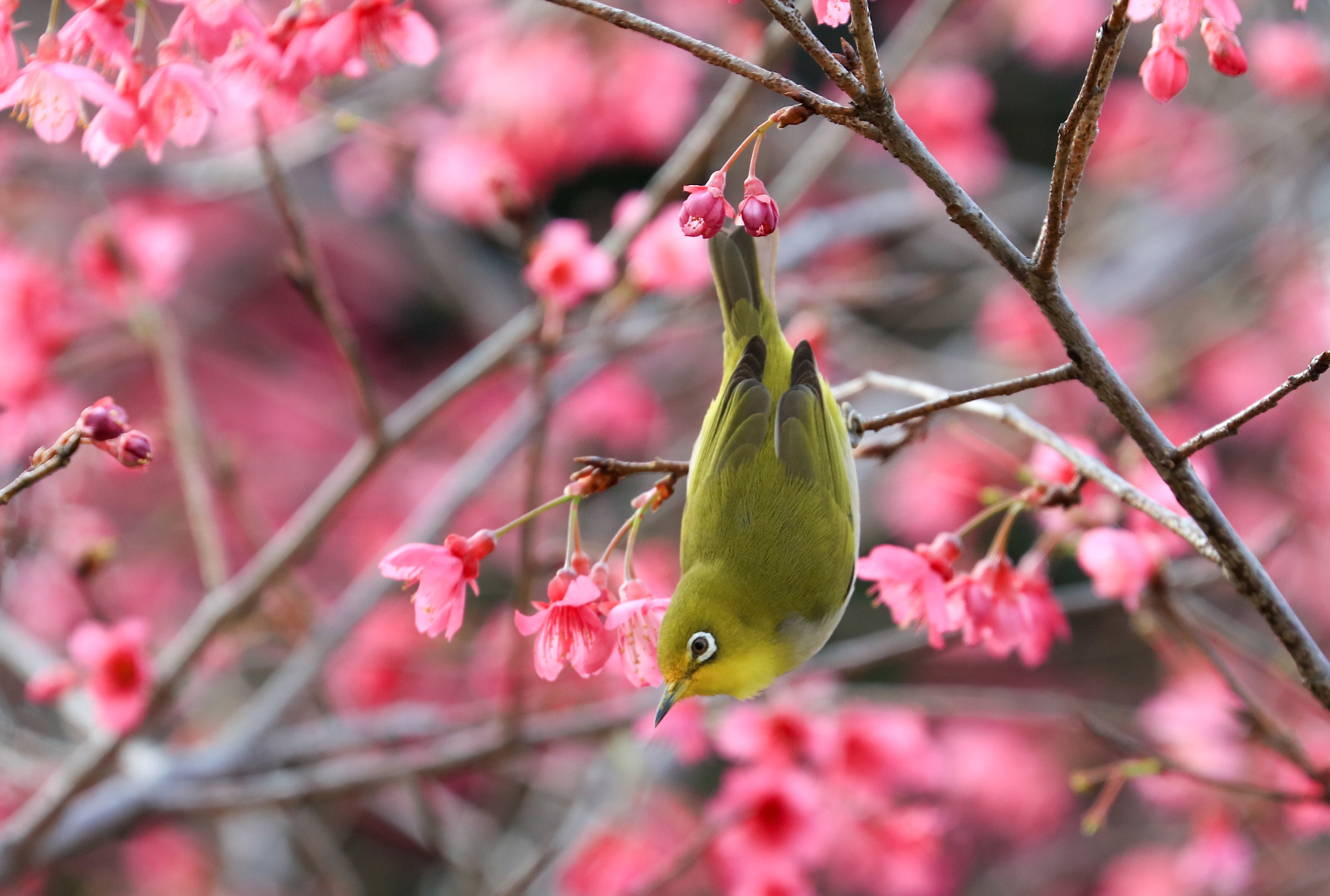 Canon EF 70-300mm F4-5.6L IS USM sample photo. Bird and flower photography