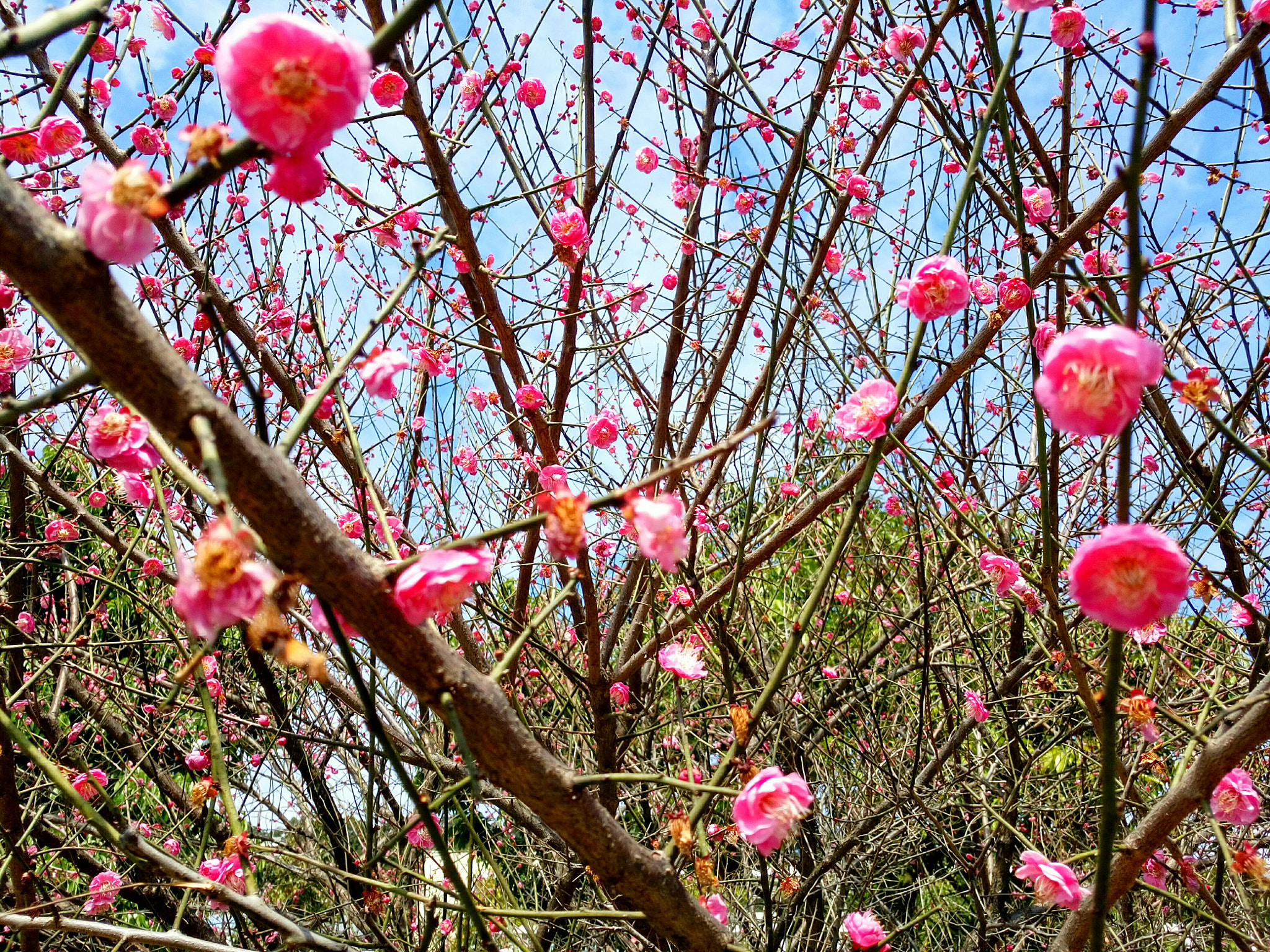 vivo X6PLUS D sample photo