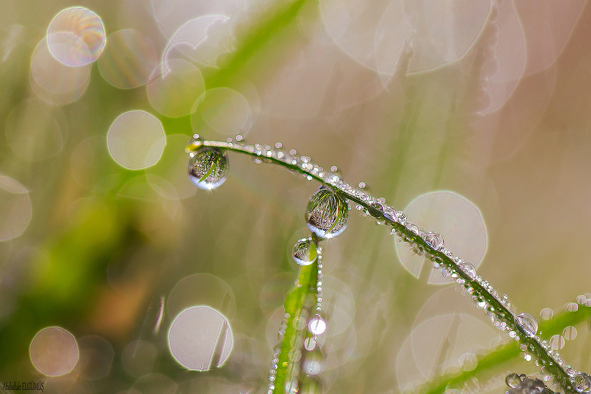 Canon EF 100mm F2.8 Macro USM sample photo. Damlalar photography