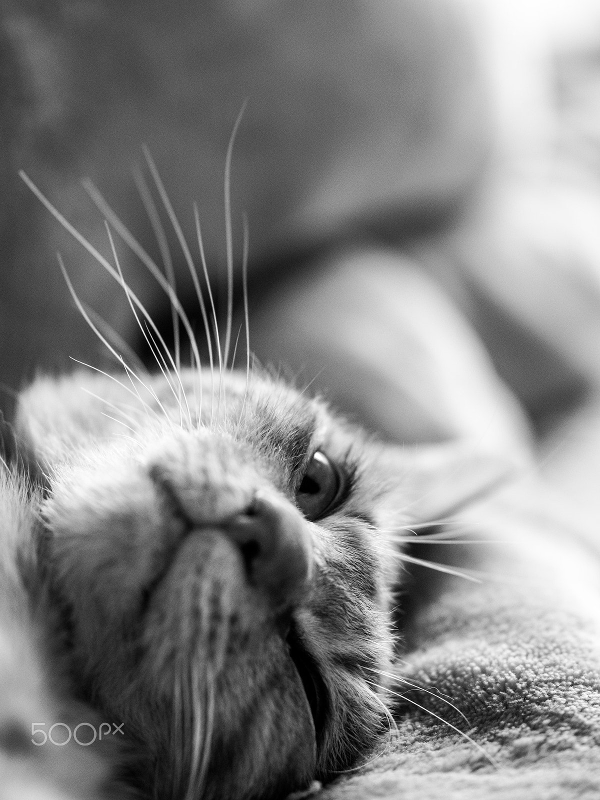 Olympus OM-D E-M1 + OLYMPUS 50mm Lens sample photo. Cat photography