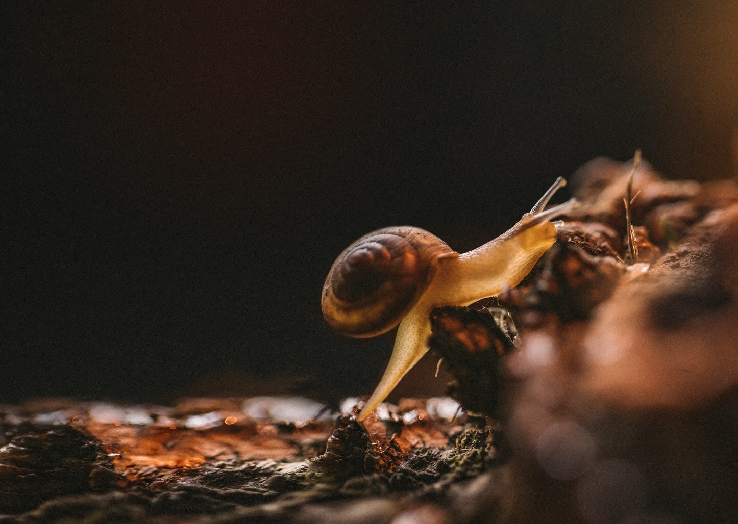 Sony a7R II + Canon EF 100mm F2.8L Macro IS USM sample photo. The way hard and long。 photography
