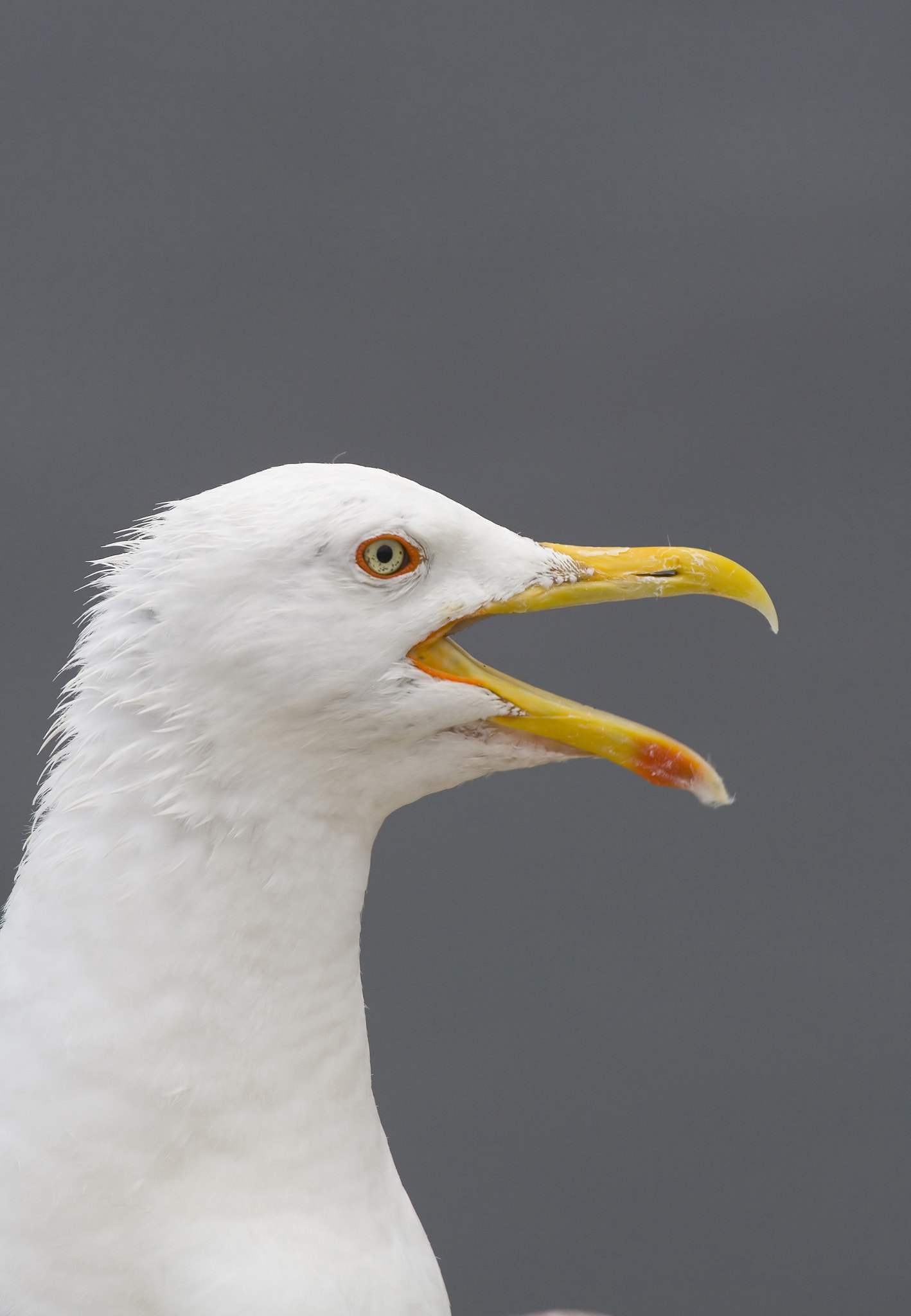Canon EF 100-400mm F4.5-5.6L IS USM sample photo. Seagull photography