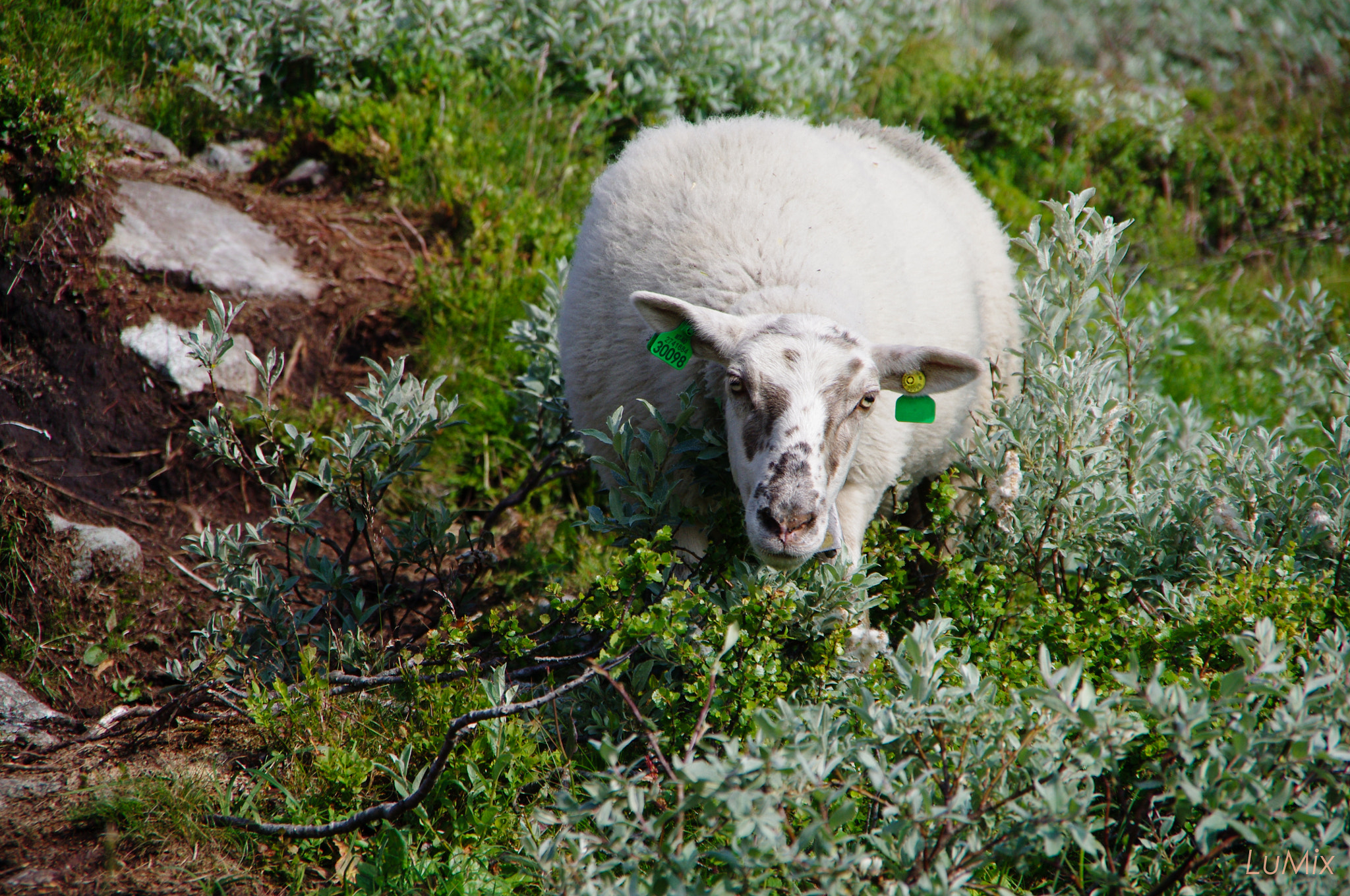 Pentax K-r sample photo. Norway 2015 photography