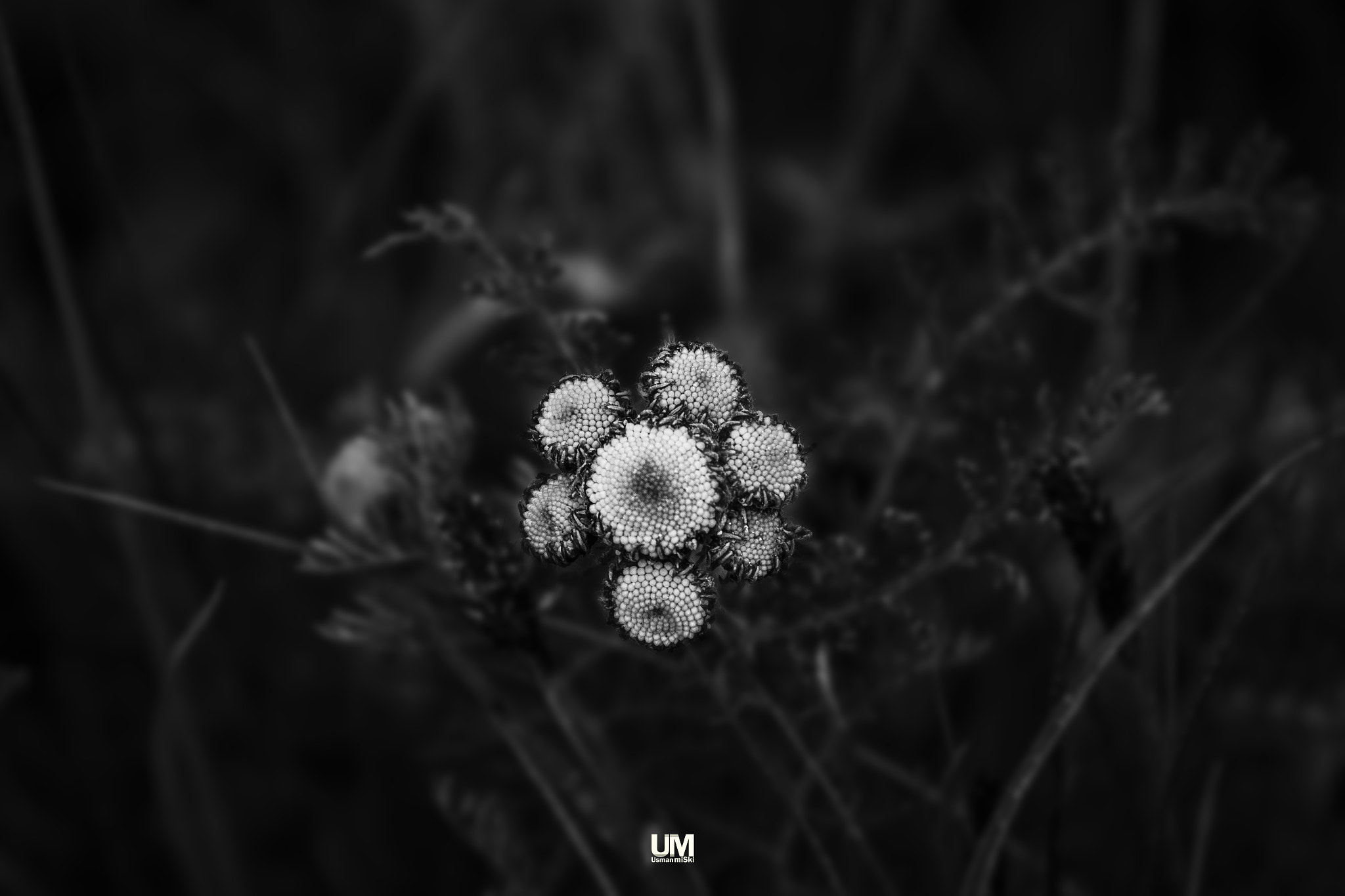 Canon EF 70-300mm F4-5.6L IS USM sample photo. Flowers of deosai photography