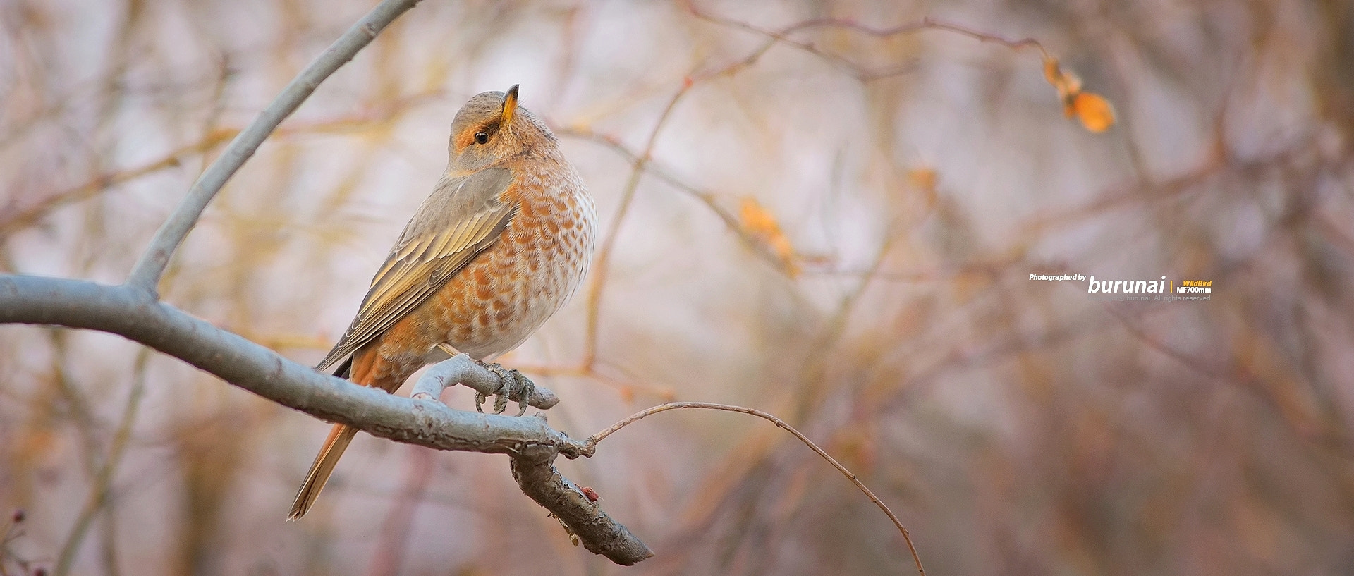 Nikkor 500mm f/4 P ED IF sample photo. Alone photography