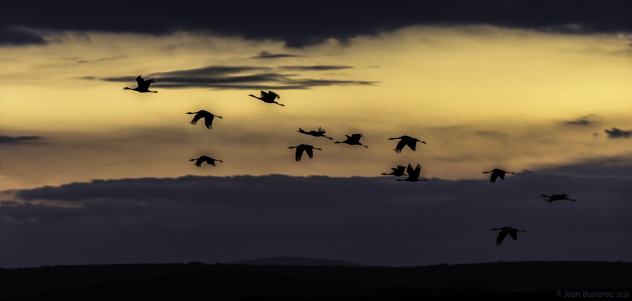 Canon EF 200-400mm F4L IS USM Extender 1.4x sample photo. Albada photography