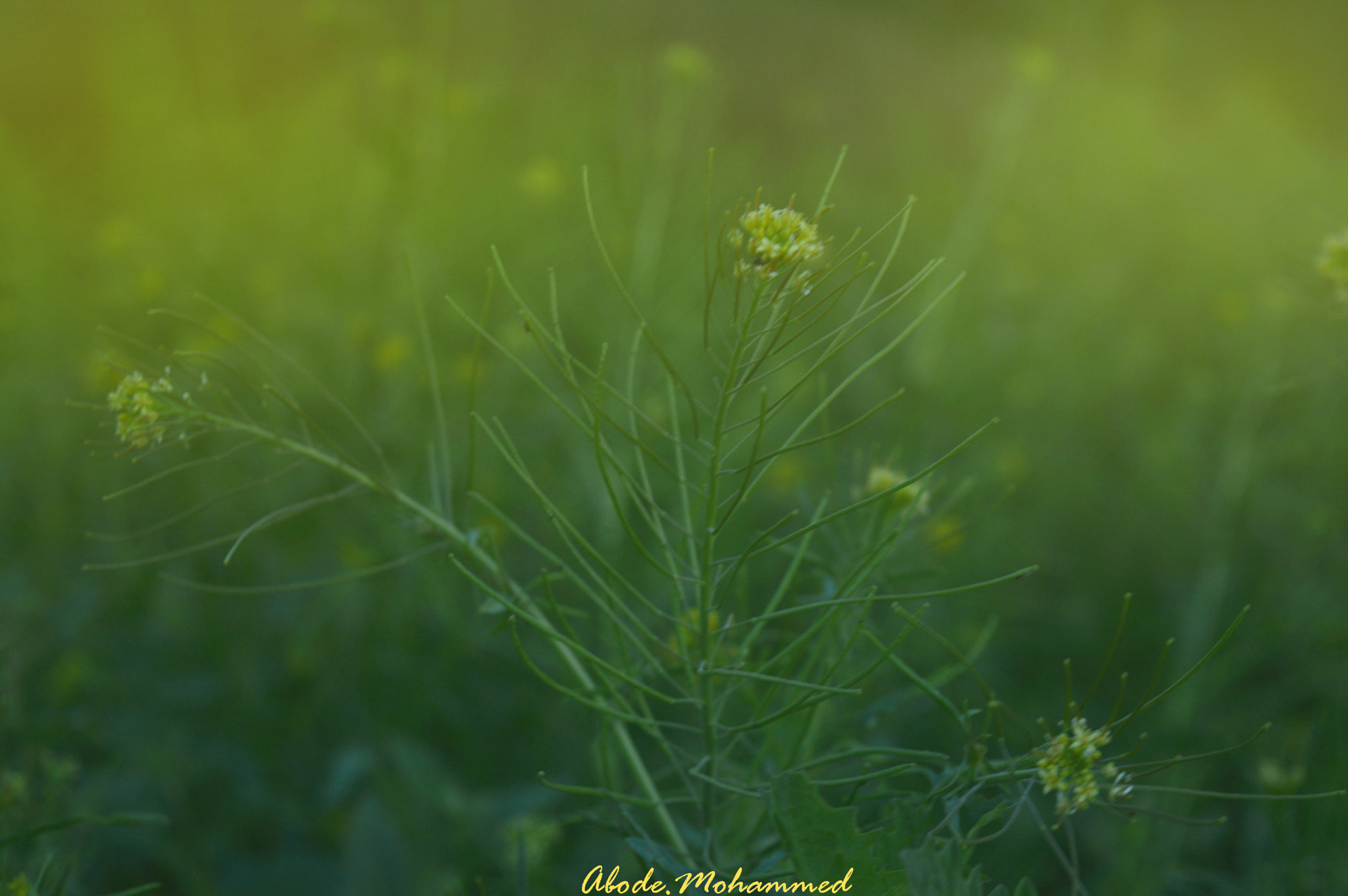 Nikon D3200 + Nikon AF Nikkor 50mm F1.4D sample photo. Spring photography