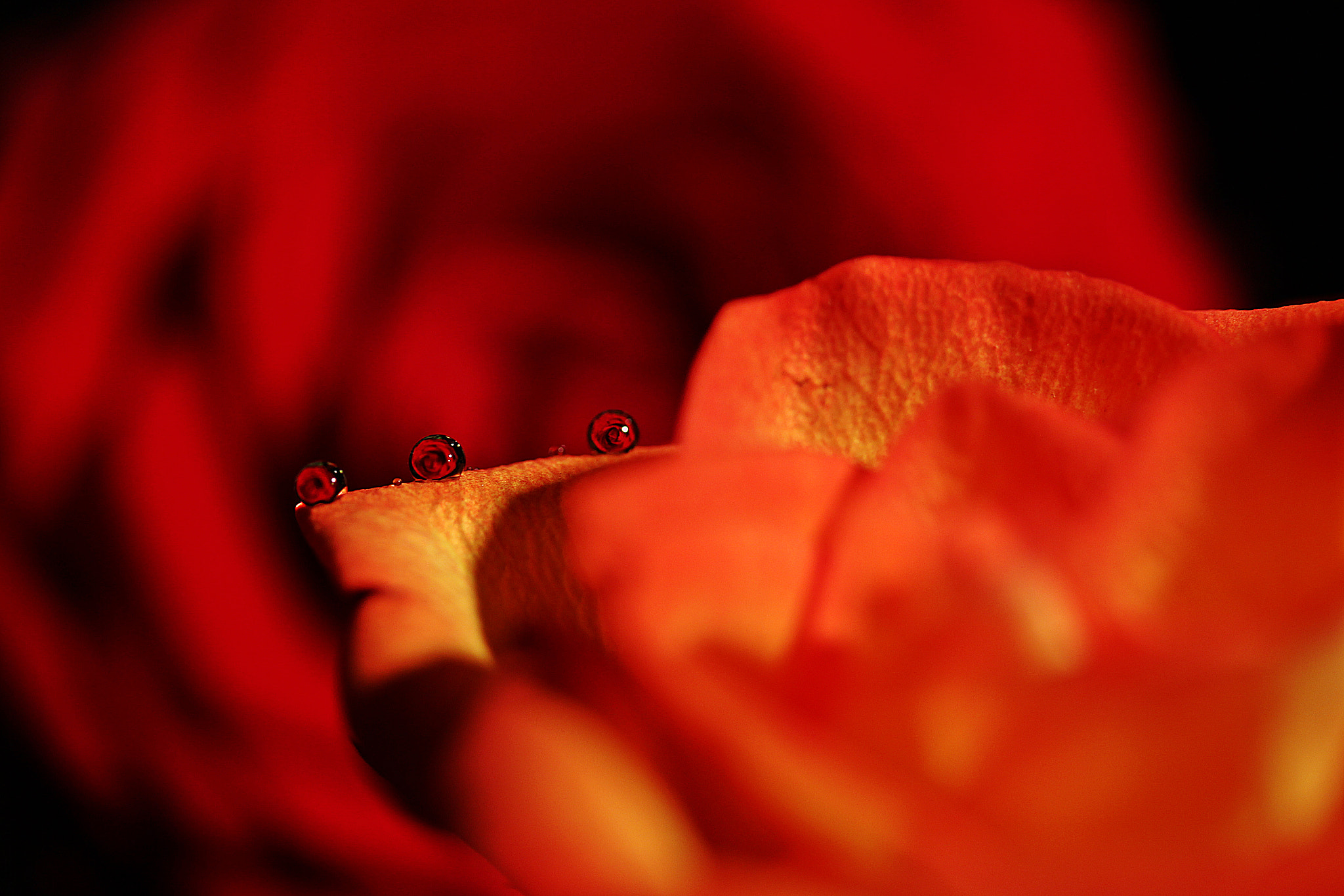 Canon EF-S 60mm F2.8 Macro USM sample photo. Sister rose photography
