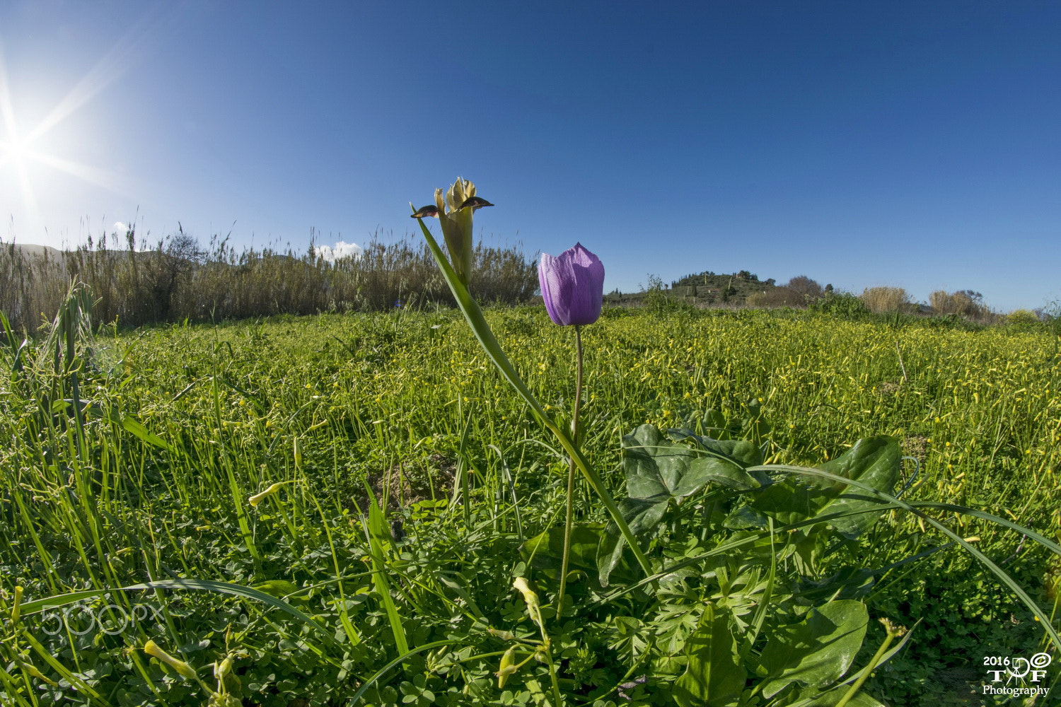 Nikon D5300 + Samyang 8mm F3.5 Aspherical IF MC Fisheye sample photo. March 1st... photography