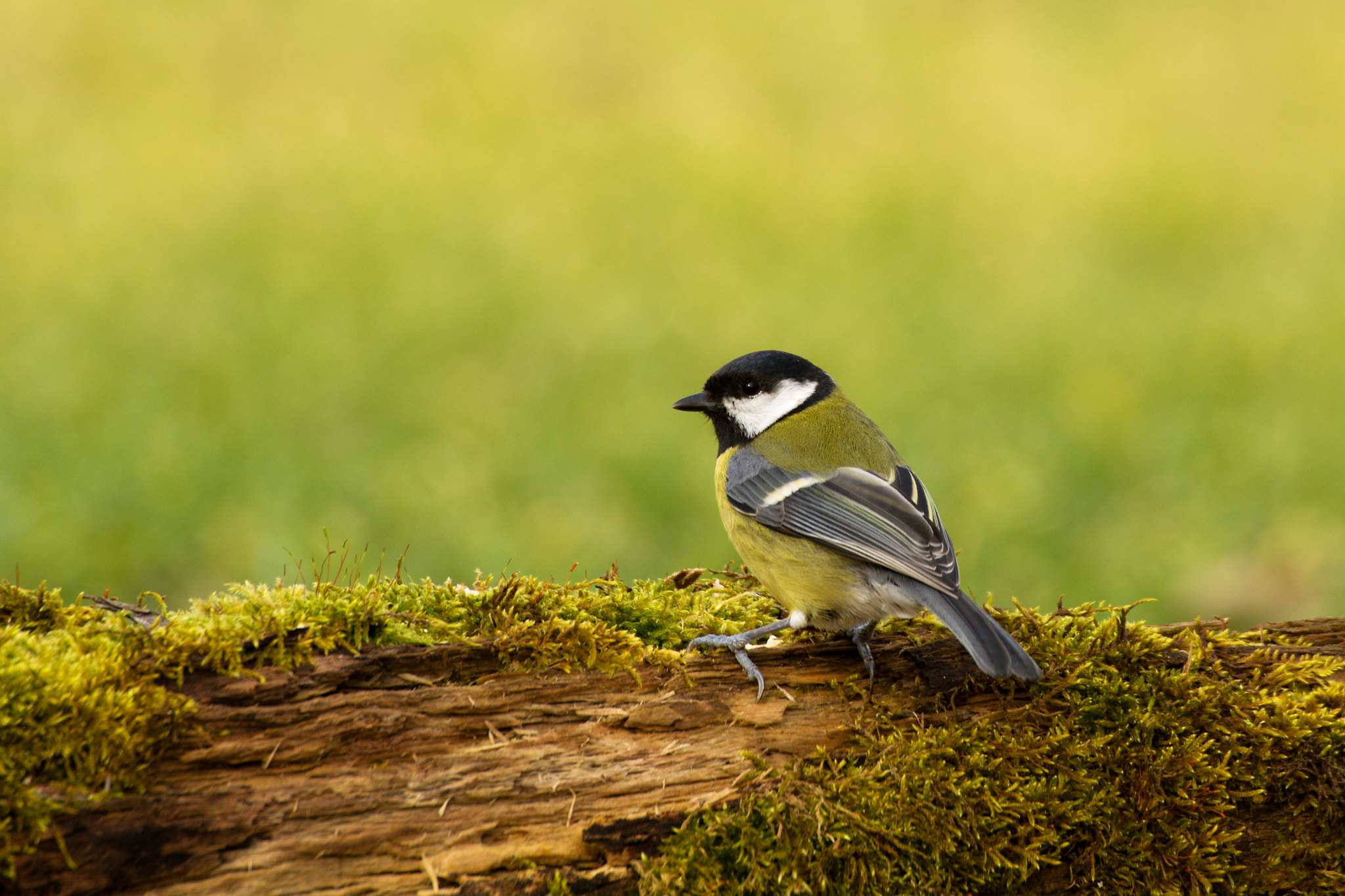 Nikon D5200 + 70.00 - 300.00 mm f/4.0 - 5.6 sample photo. Sýkora koňadra photography