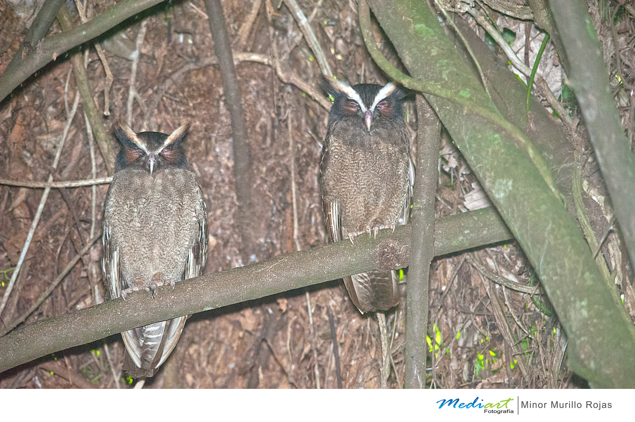 Sigma 150-500mm F5-6.3 DG OS HSM sample photo. Crested owl photography